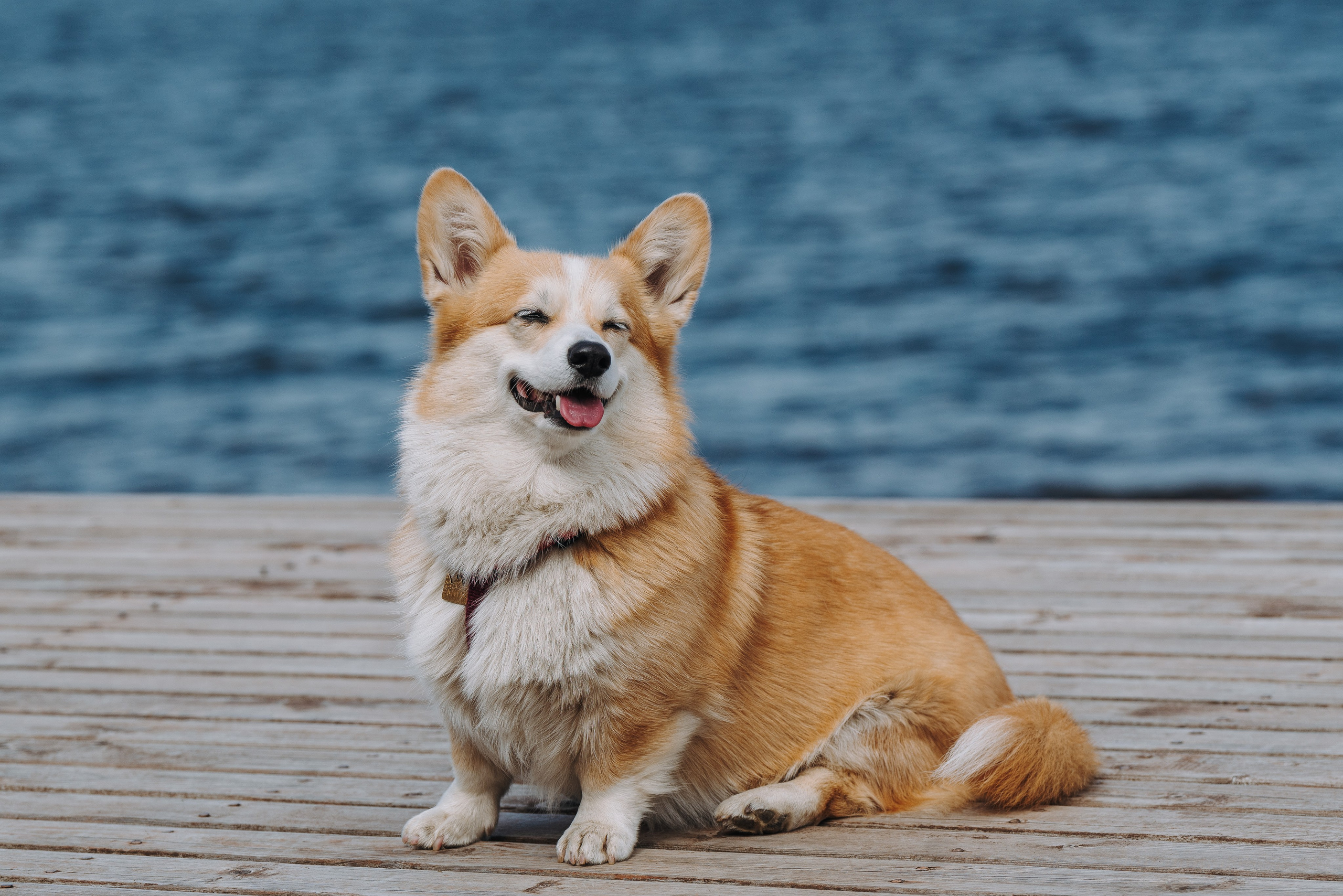 Соревнования по ноузворку в Лосево. Фотограф анималист в Спб недорого Олеся Майорова