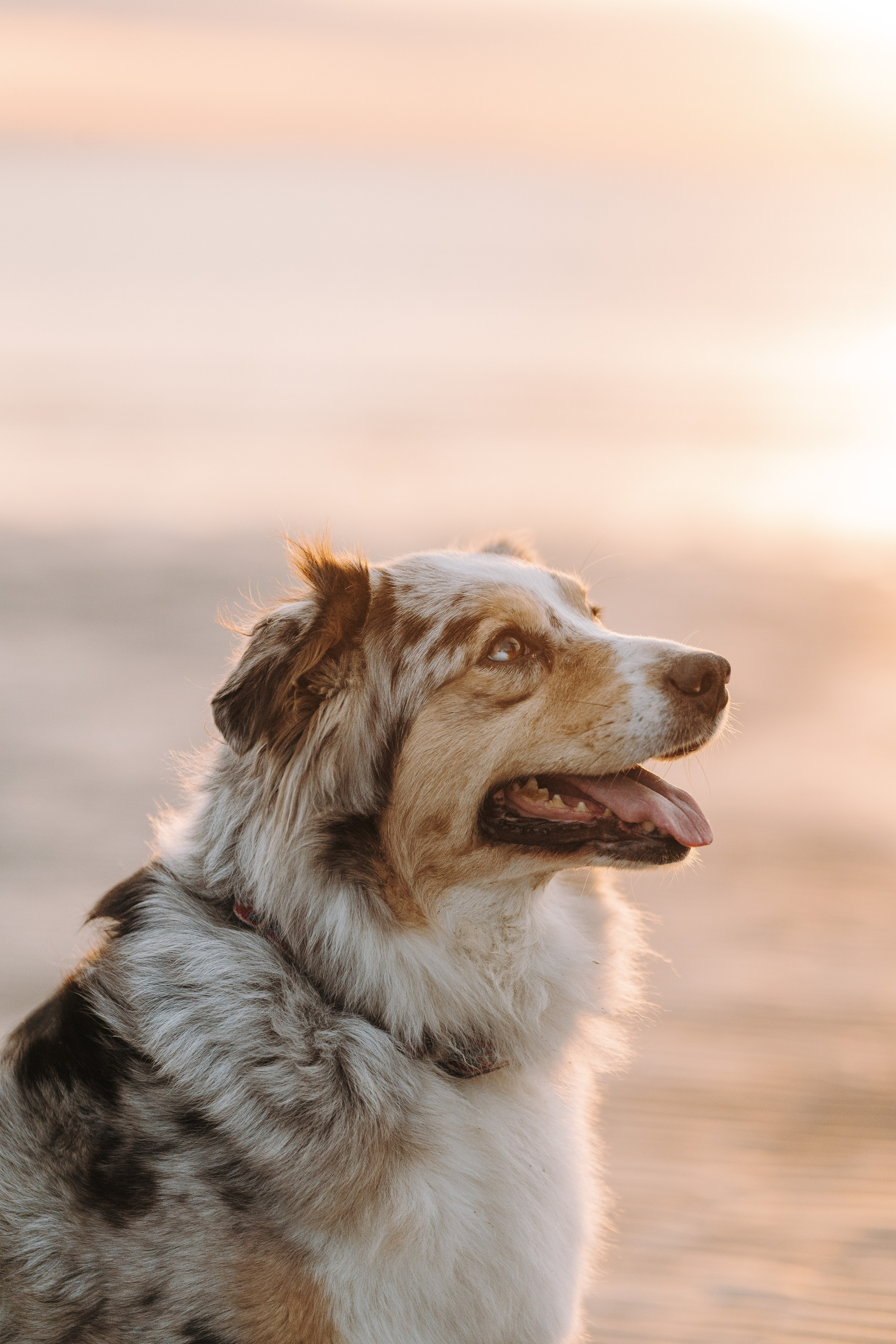 Фотограф анималист в Спб. Фотограф анималист в Спб недорого Олеся Майорова