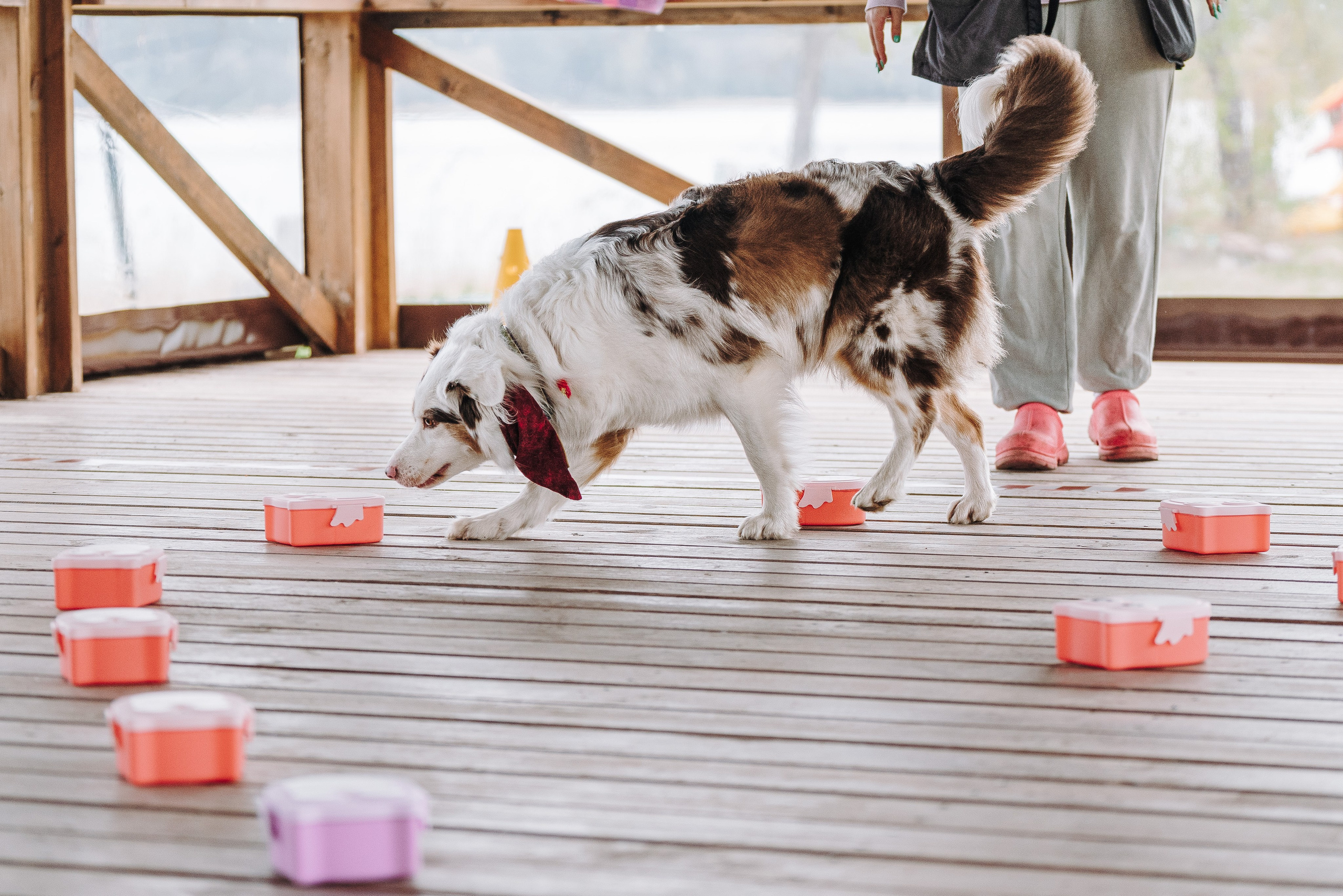 Соревнования по ноузворку в Лосево. Фотограф анималист в Спб недорого Олеся Майорова