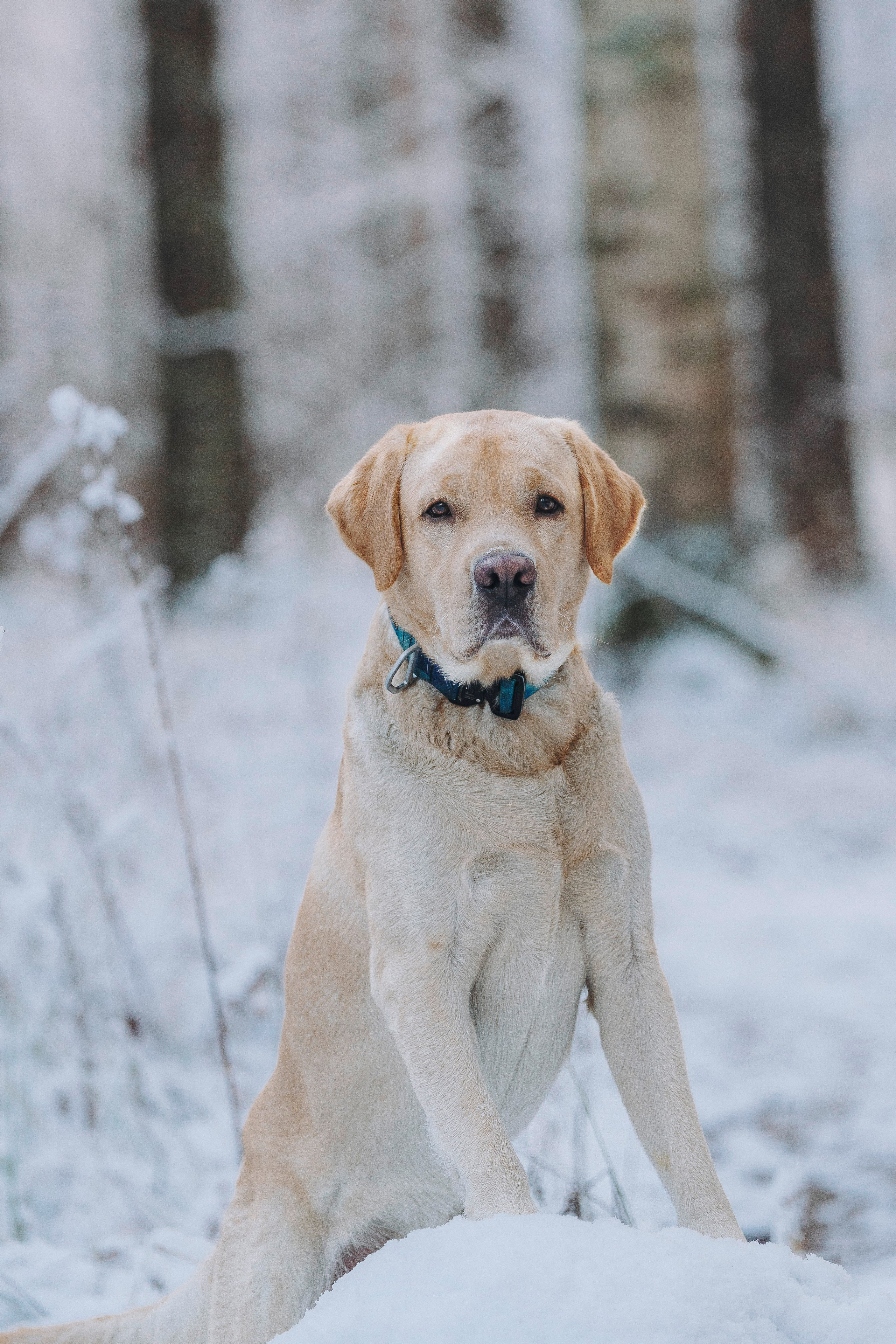 Аня и Честер. Фотограф анималист в Спб недорого Олеся Майорова