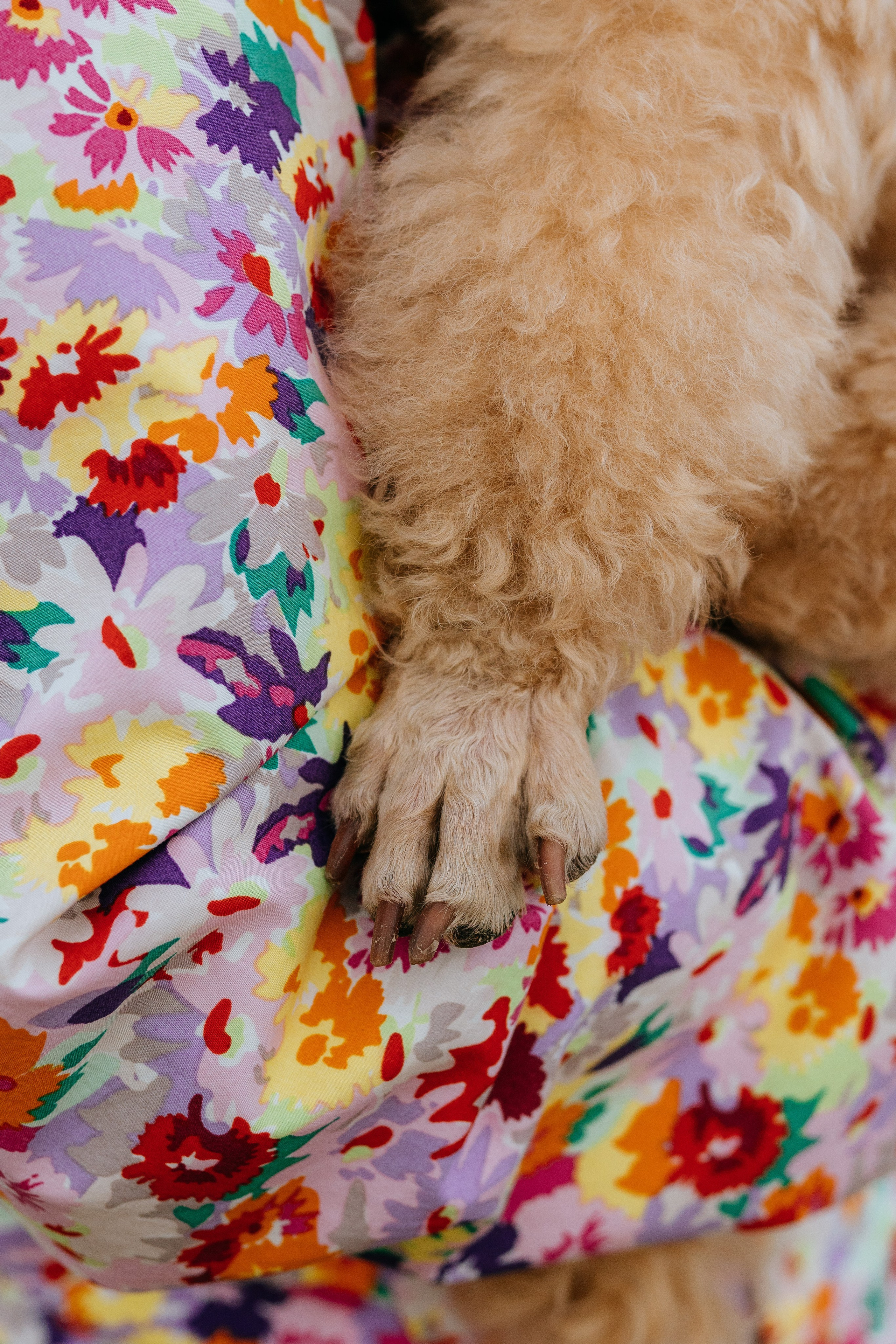 Фотосессия с собакой на пляже. Фотограф анималист в Спб недорого Олеся Майорова