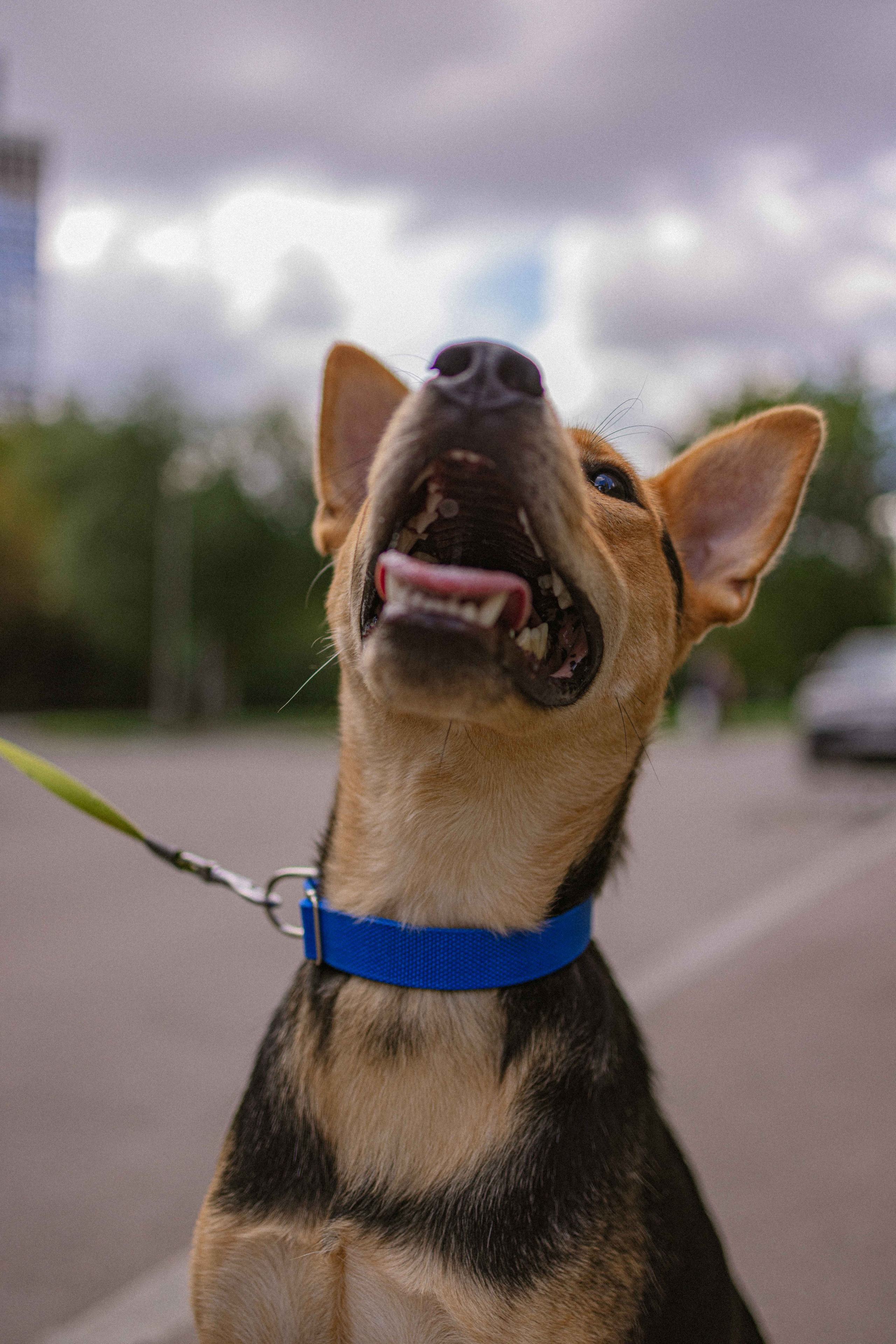 Джеки. Фотограф-анималист в Москве Лера Черноног