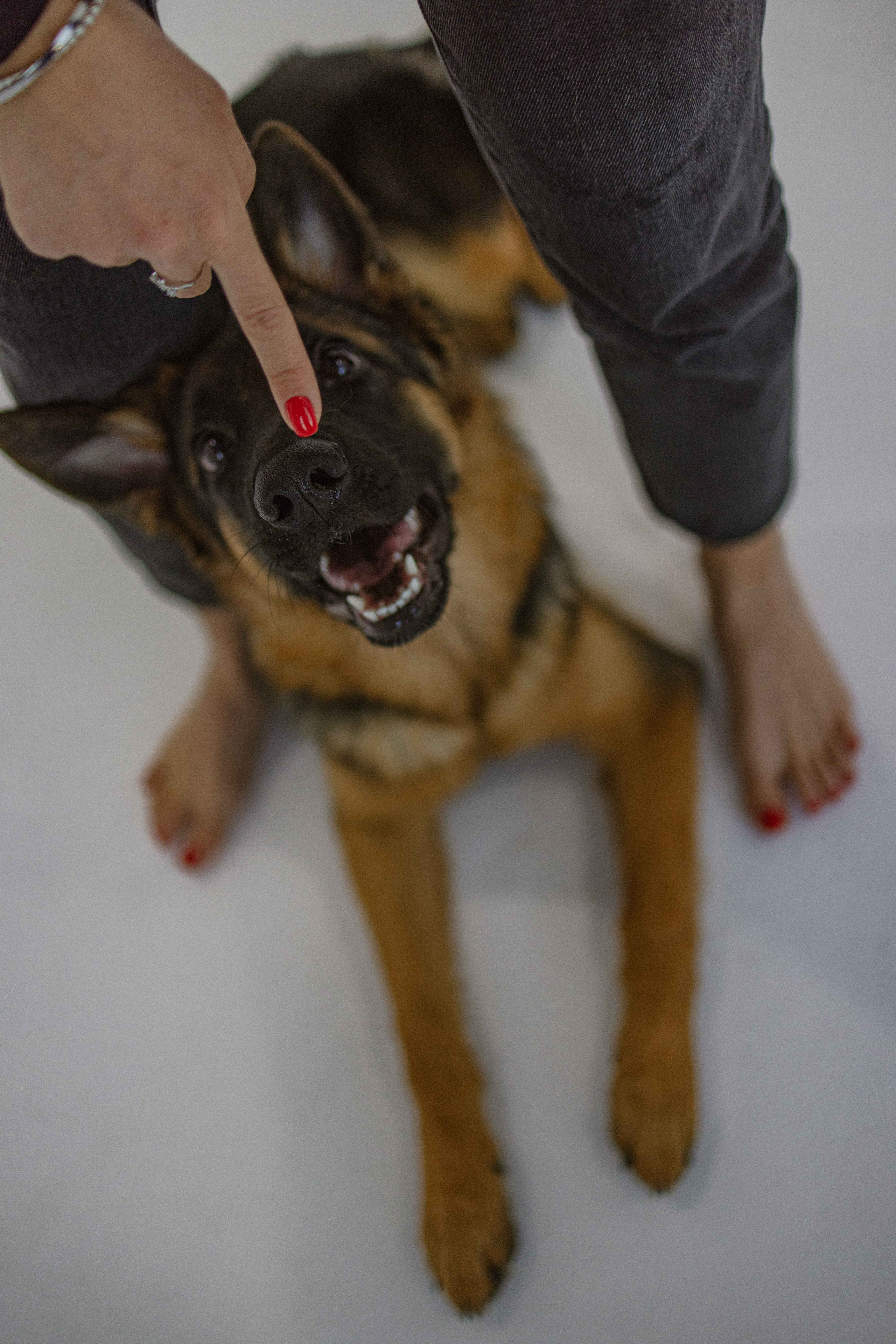 Ася и Буся. Фотограф-анималист в Москве Лера Черноног