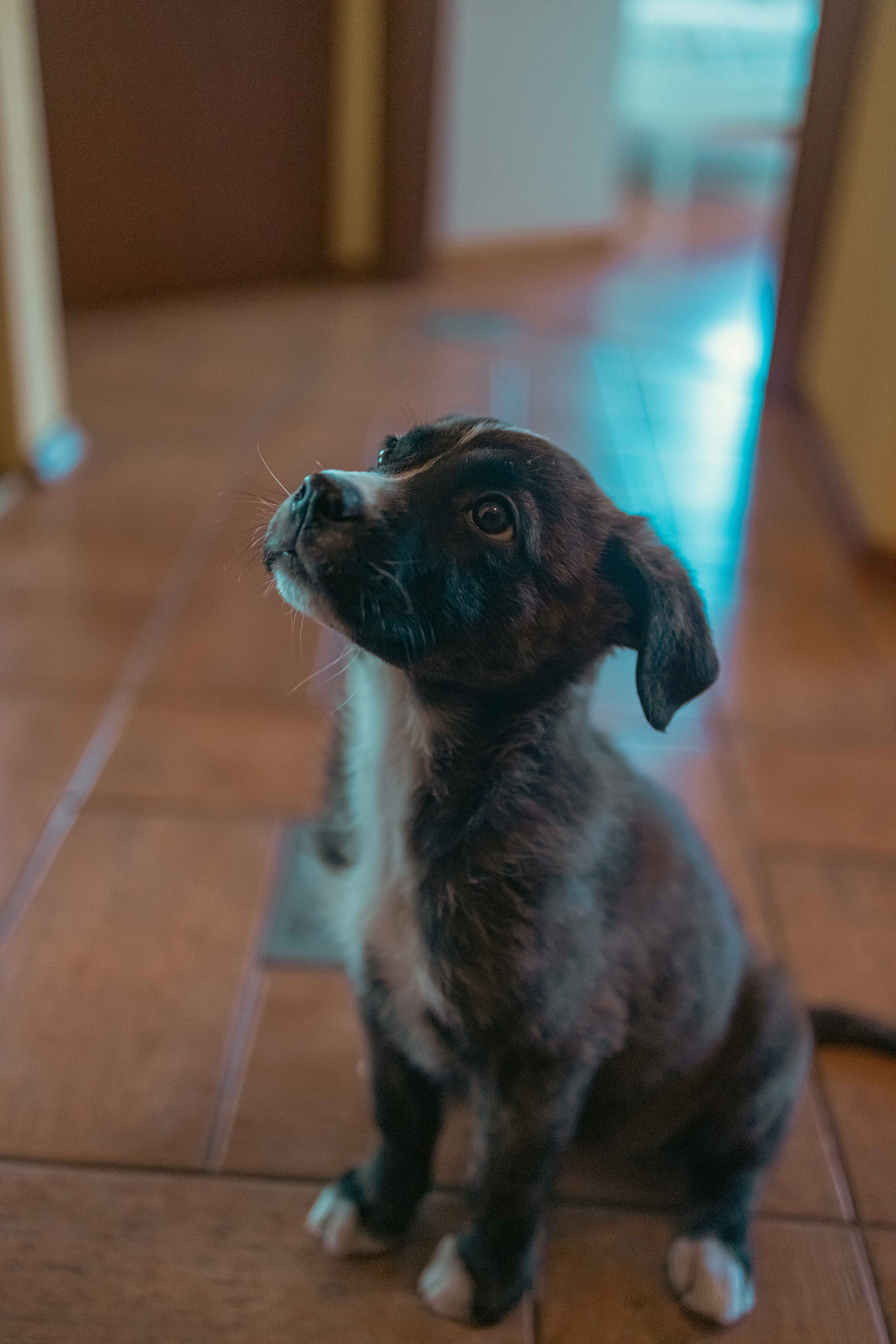 Гайка. Фотограф-анималист в Москве Лера Черноног