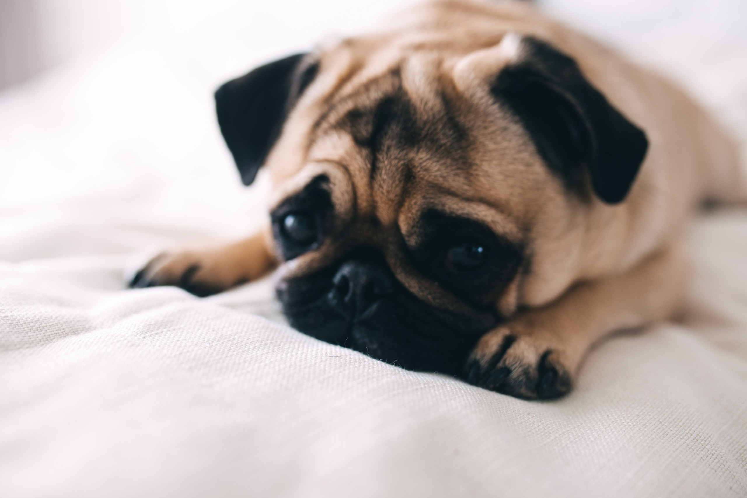 Фотосессия в Екатеринбурге. Свадебный фотограф в Екатеринбурге Грибанова Екатерина