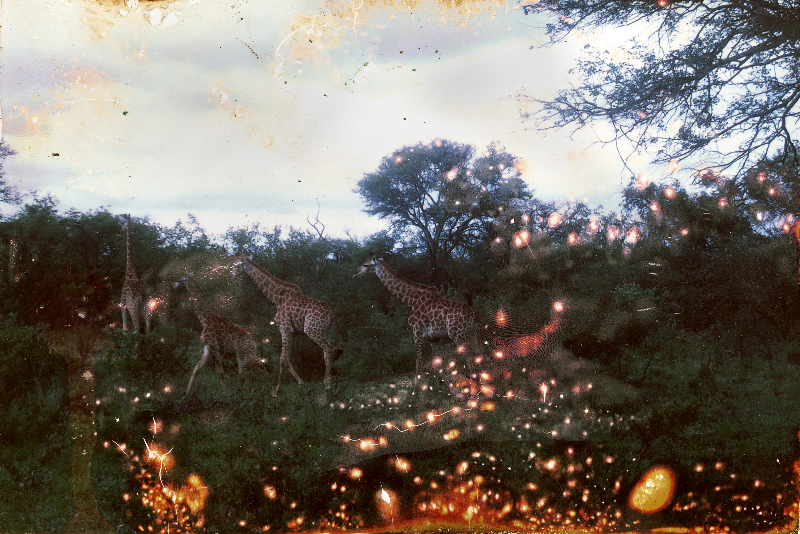 Maria Nemm, [22.06.21 16:39]Morning river  lo-fi (printing + chemical processing, scanned afterwards ) experimental texture for sale for your music album or something)Available for purchase. Price 80 euro DM me)Ps. I sell it once with a permission to use it. ...#formusicians #texturesforsale #albumdesign #albumartforsale #photoforsale #darkart #postmetal #postrock #ambient  #marianemm #atmosphericblackmetal #atmosphericmusic #abstractart #lofi #noise  #experimental #scanning #landscape #scratch #texturemusic #handmadetexture #albumcover #forestphotography #blackandwhite #bw_perfect