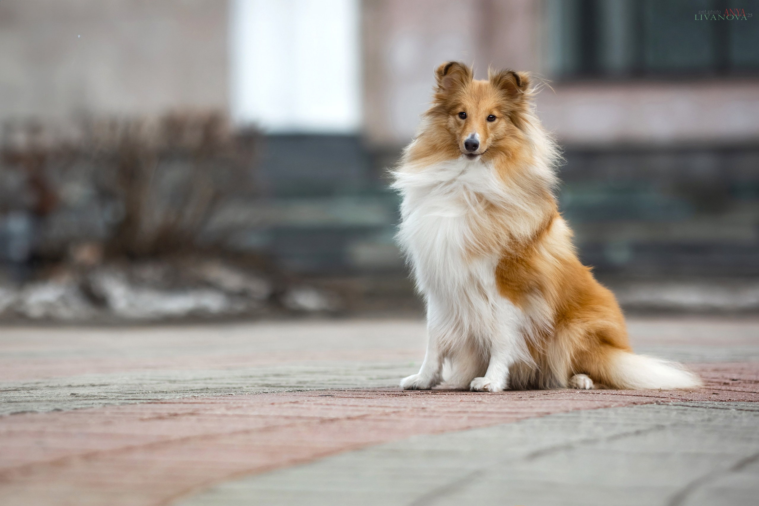 Ника. Фотограф анималист Аня Ливанова | Рыбинск