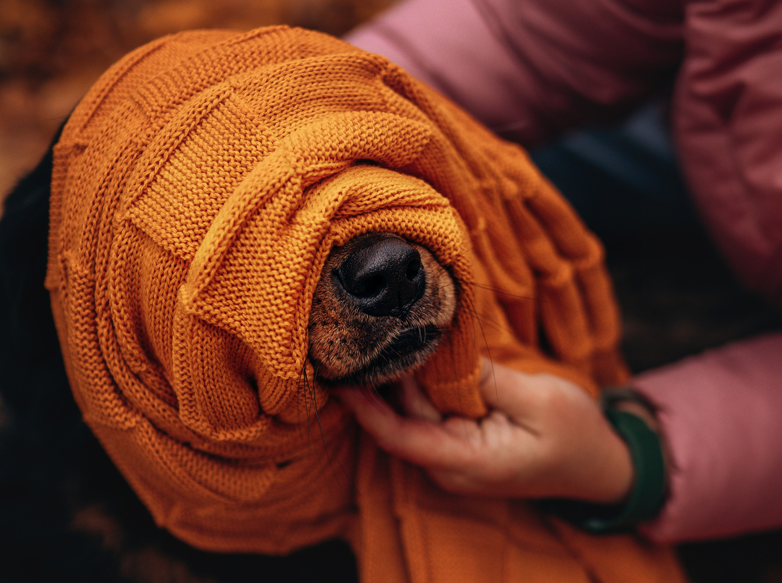 Глаша и Любовь. Фотограф анималист в Спб недорого Олеся Майорова