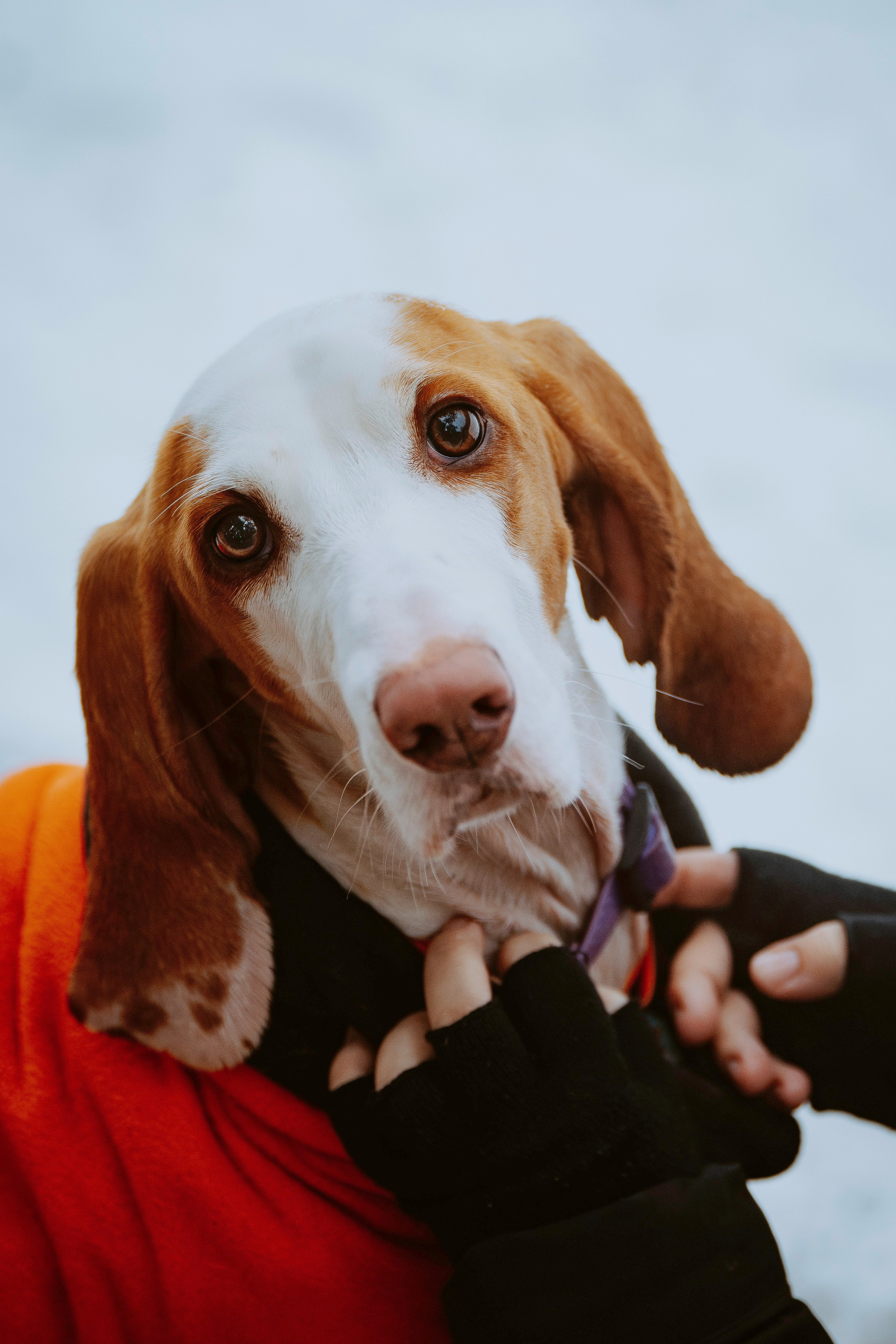 Ольга, Рора и Румпель. Фотограф анималист в Спб недорого Олеся Майорова