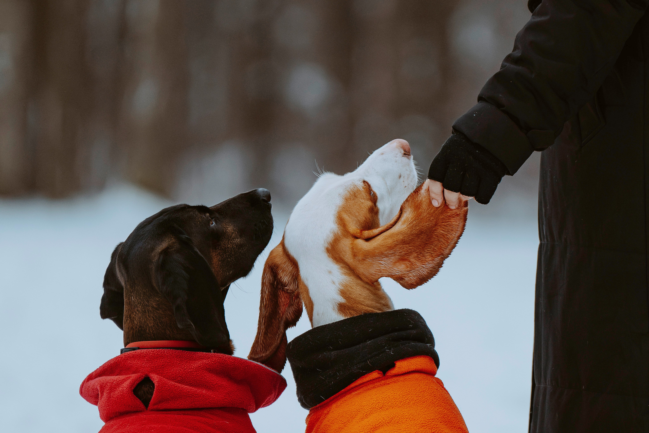 Ольга, Рора и Румпель. Фотограф анималист в Спб недорого Олеся Майорова
