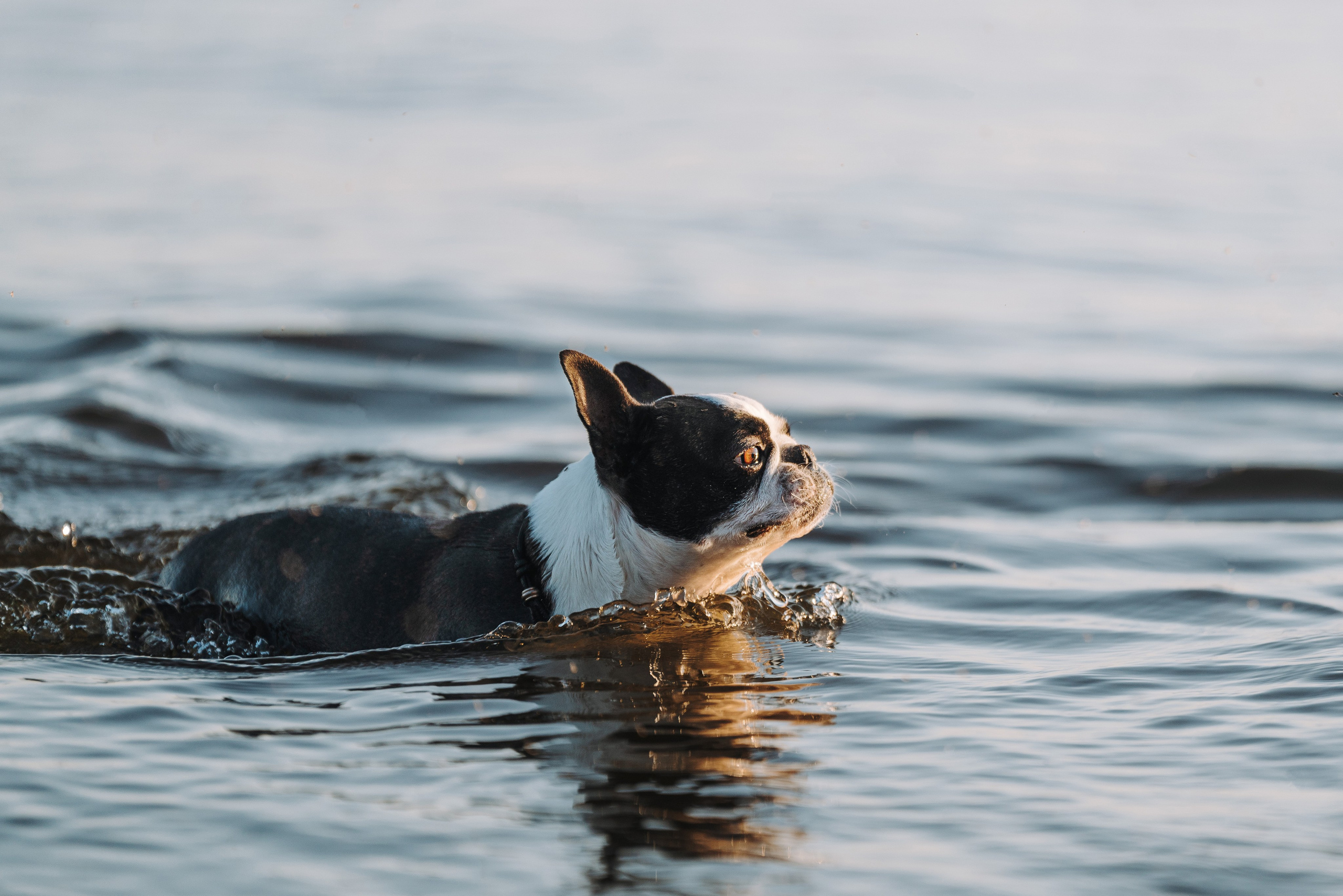 Анаита и Дора. Фотограф анималист в Спб недорого Олеся Майорова