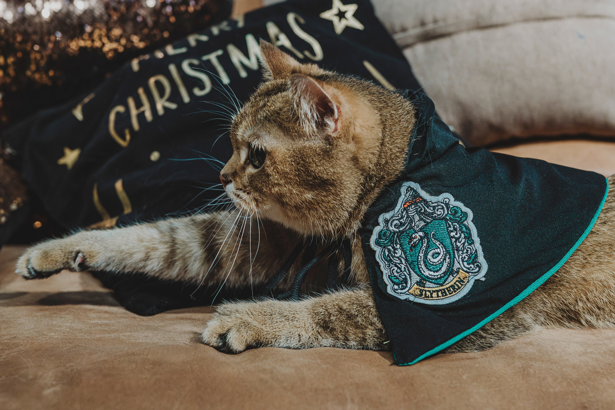 Аня, Андуин и Тесс. Фотограф анималист в Спб недорого Олеся Майорова