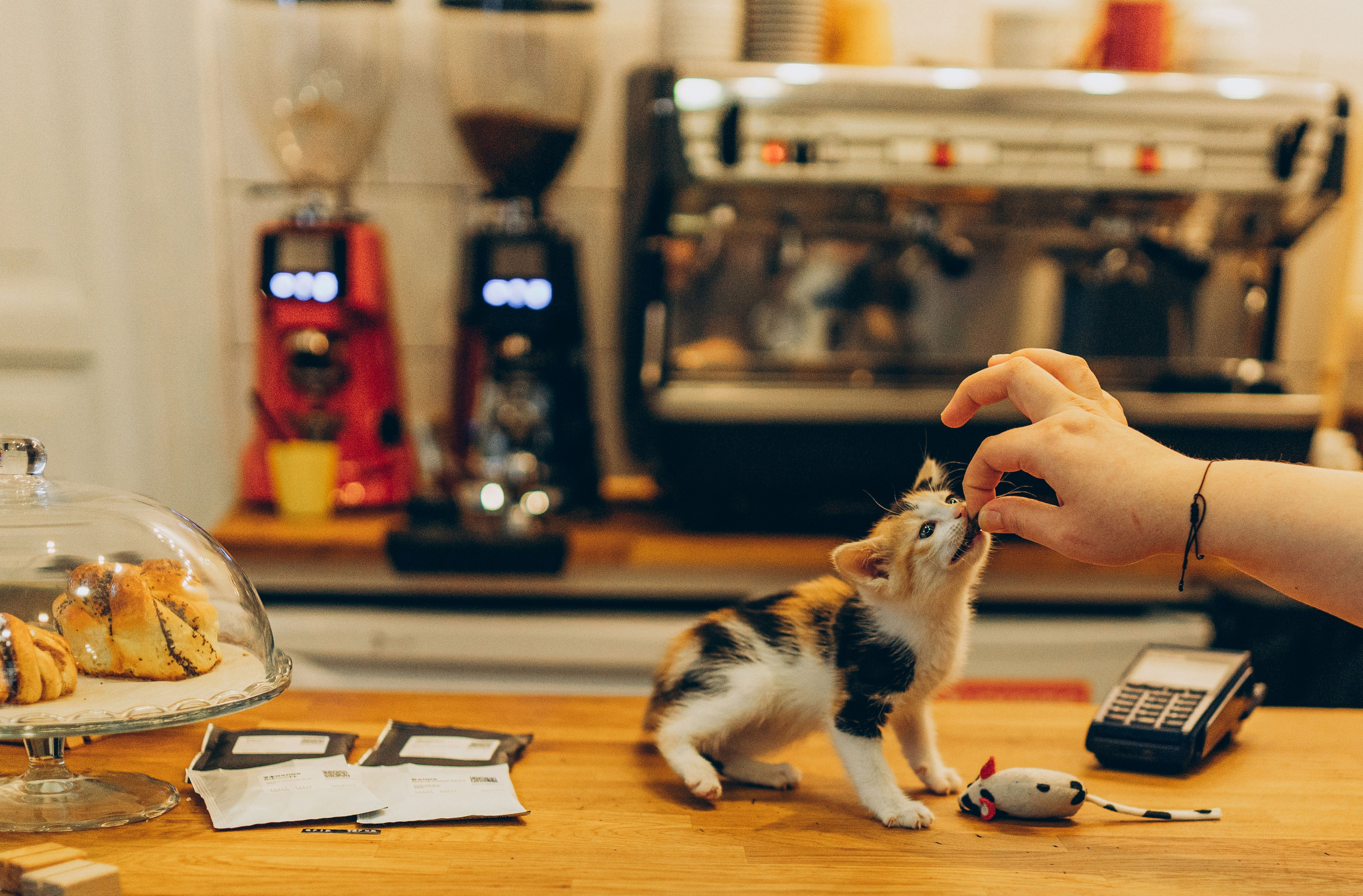 Соник. Фотограф анималист в Спб недорого Олеся Майорова