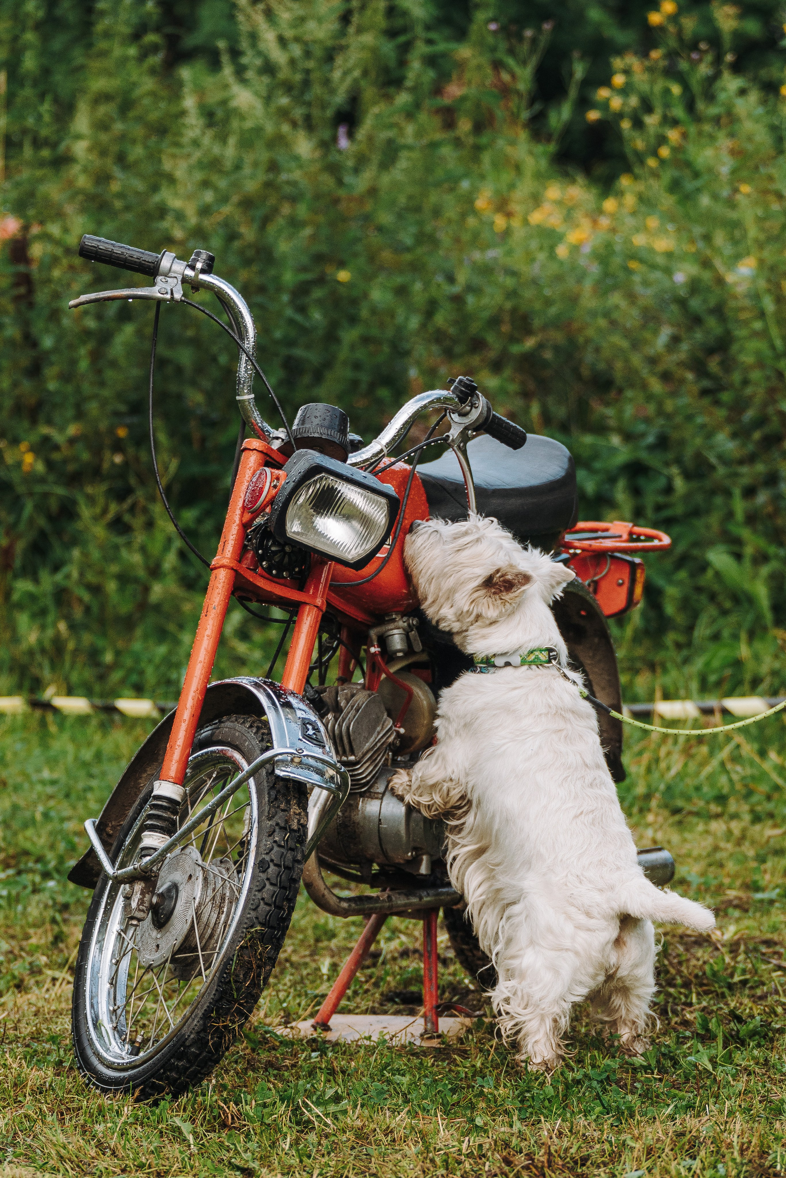 Соревнования по ноузворку в Новожилово. Фотограф анималист в Спб недорого Олеся Майорова
