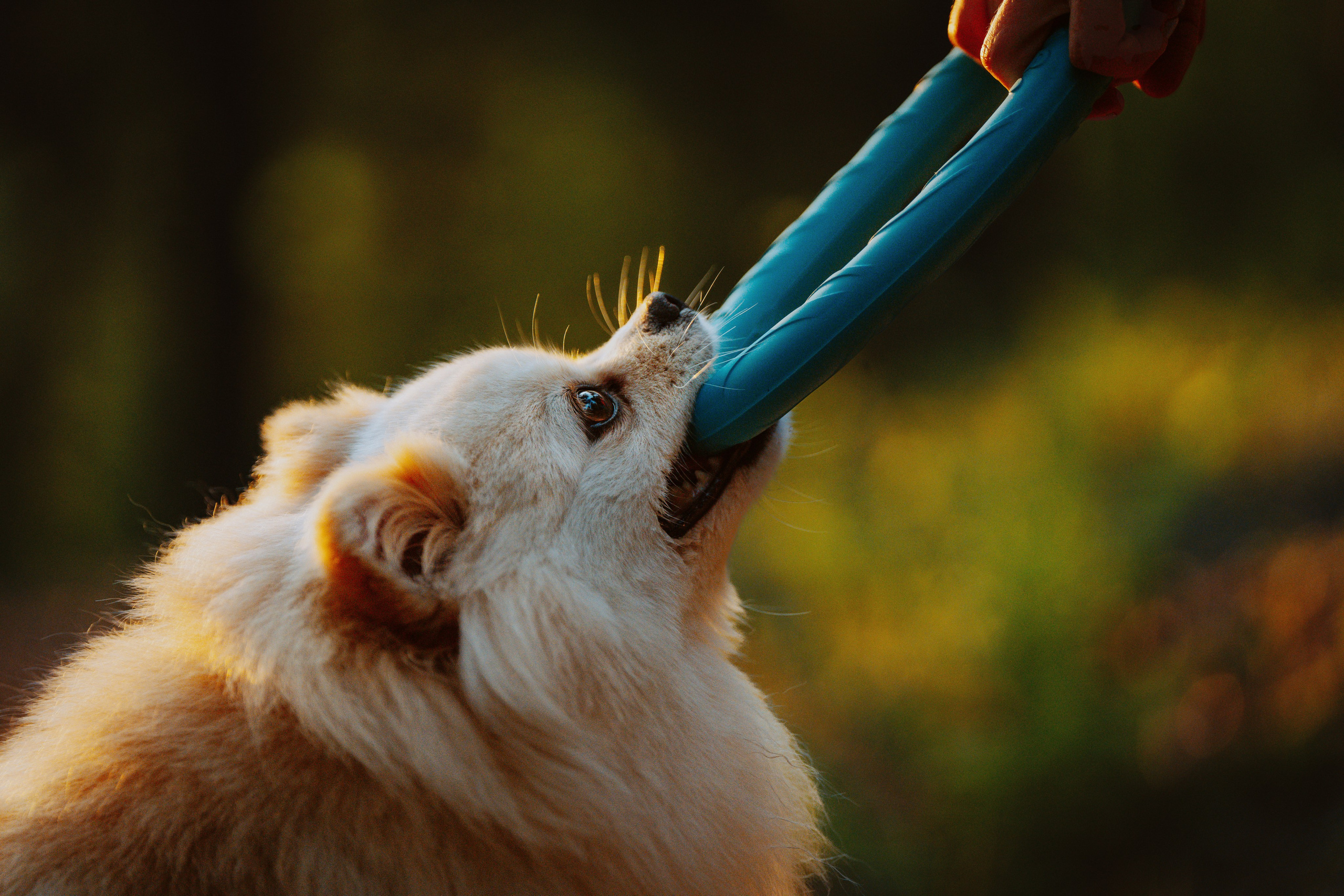 Фотосессия с собачкой в лесу. Фотограф анималист в Спб недорого Олеся Майорова