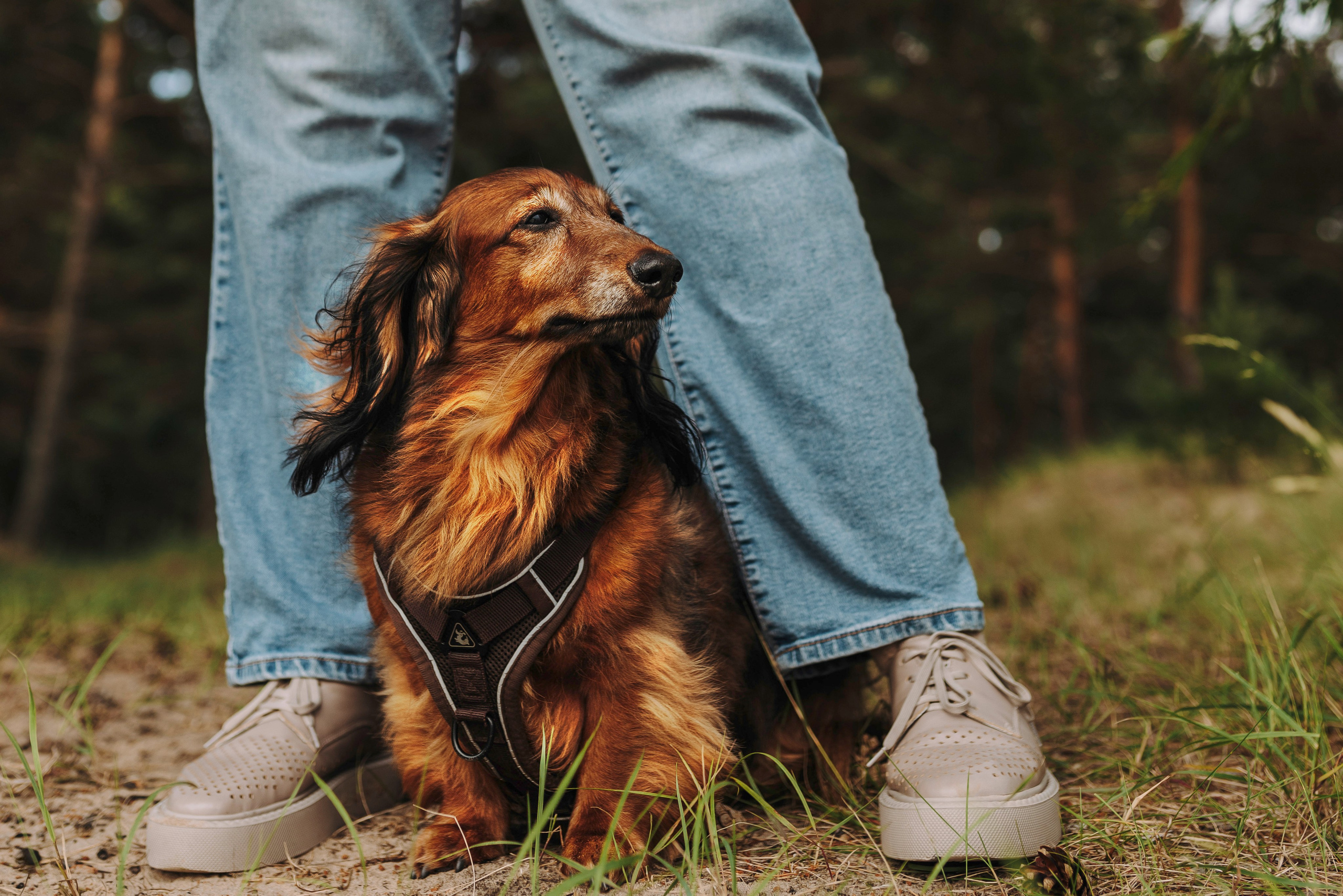 Фотосессия с длиношерстной таксой на пляжн. Фотограф анималист в Спб недорого Олеся Майорова
