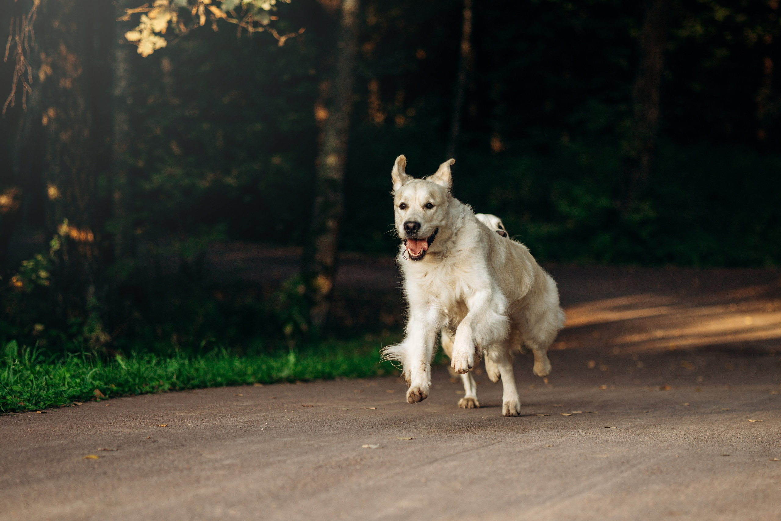 Ирина и ее золотинки. Фотограф — Анималист | Санкт-Петербург