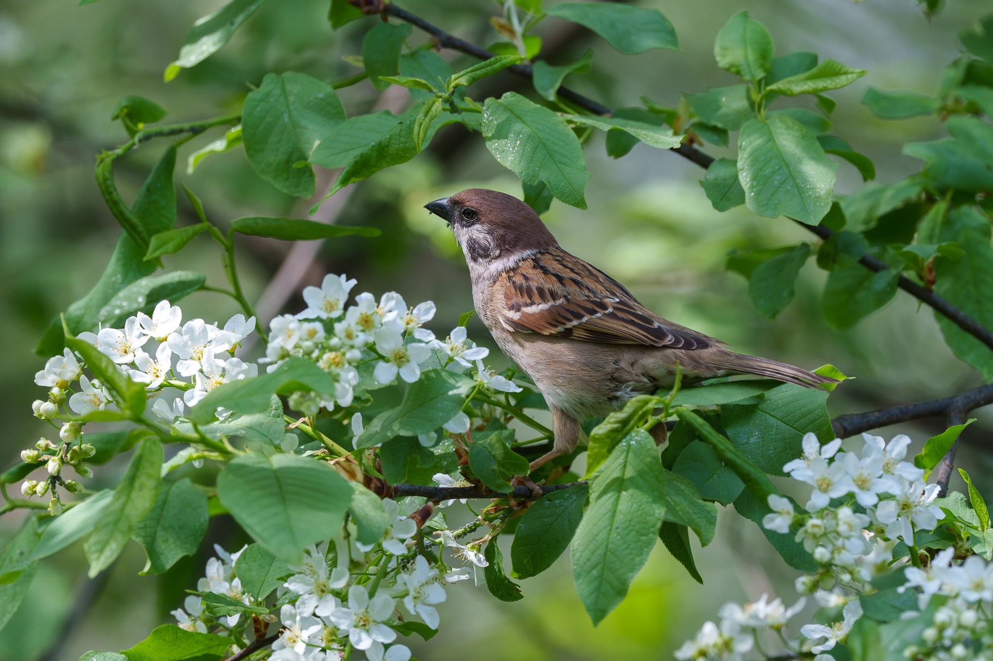 Удивительные мир птиц. Вокруг нас столько прекрасного — присмотритесь!. Ваш личный фотограф Марина Волкова