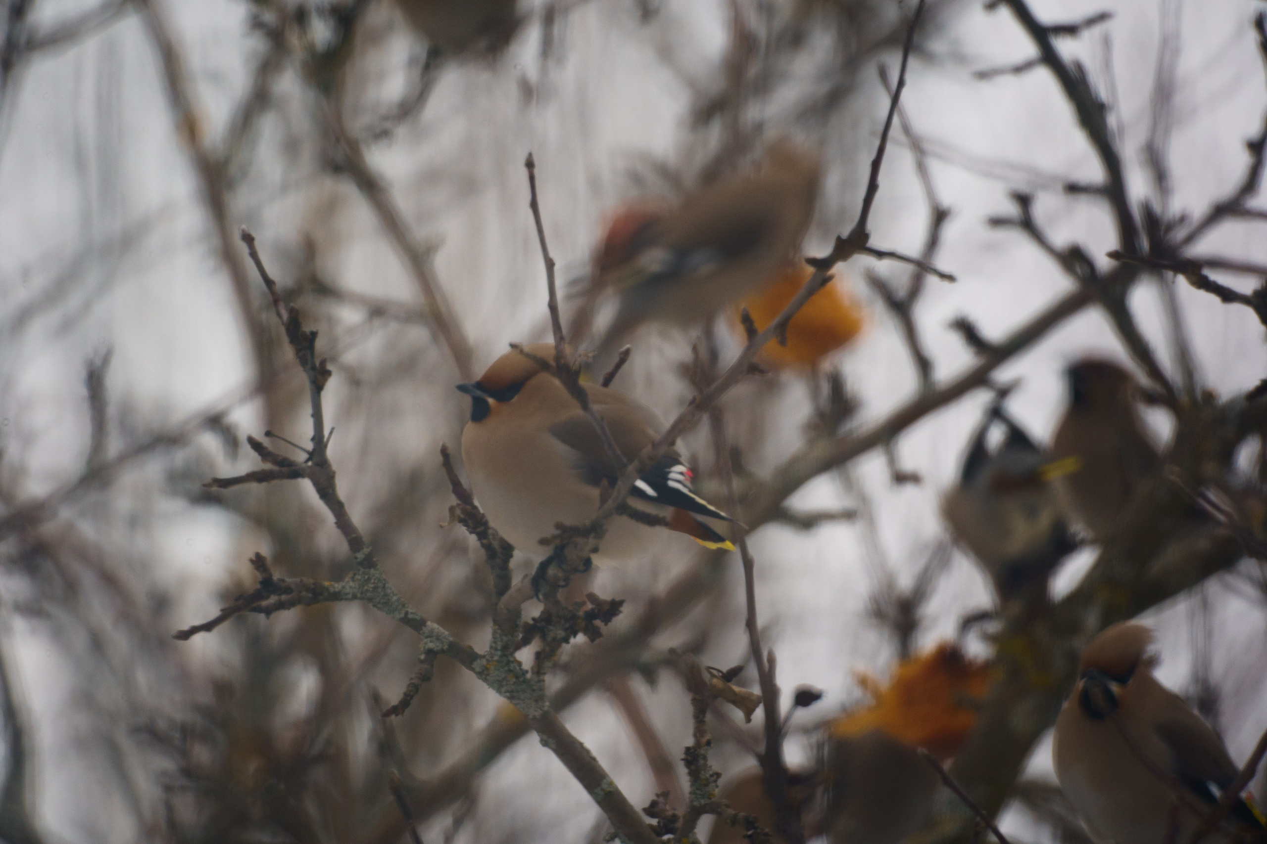 Animals — Животные