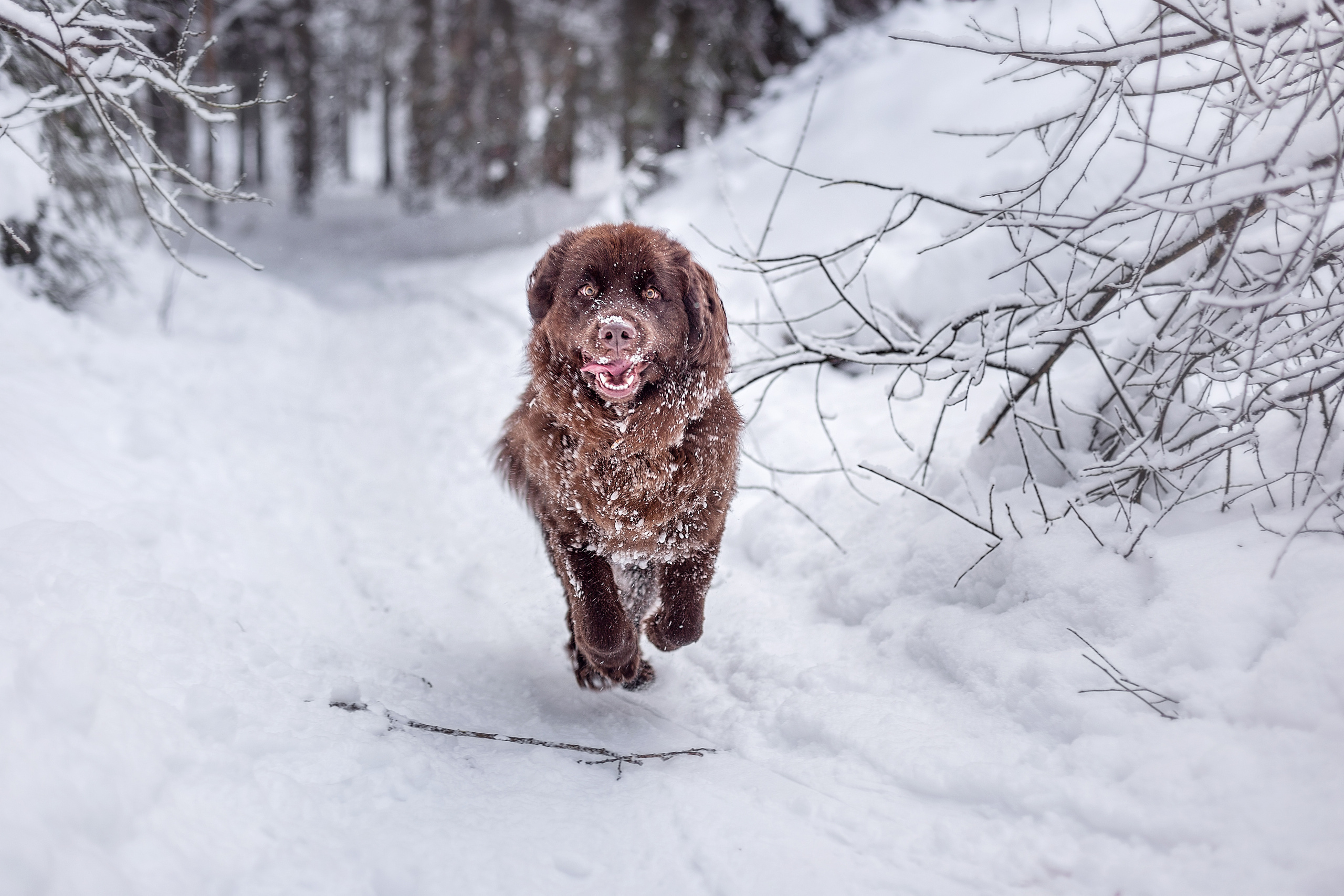 Артём и Алёна_Токсовские выстоты_2022. Семейный фотограф в Санкт-Петербурге