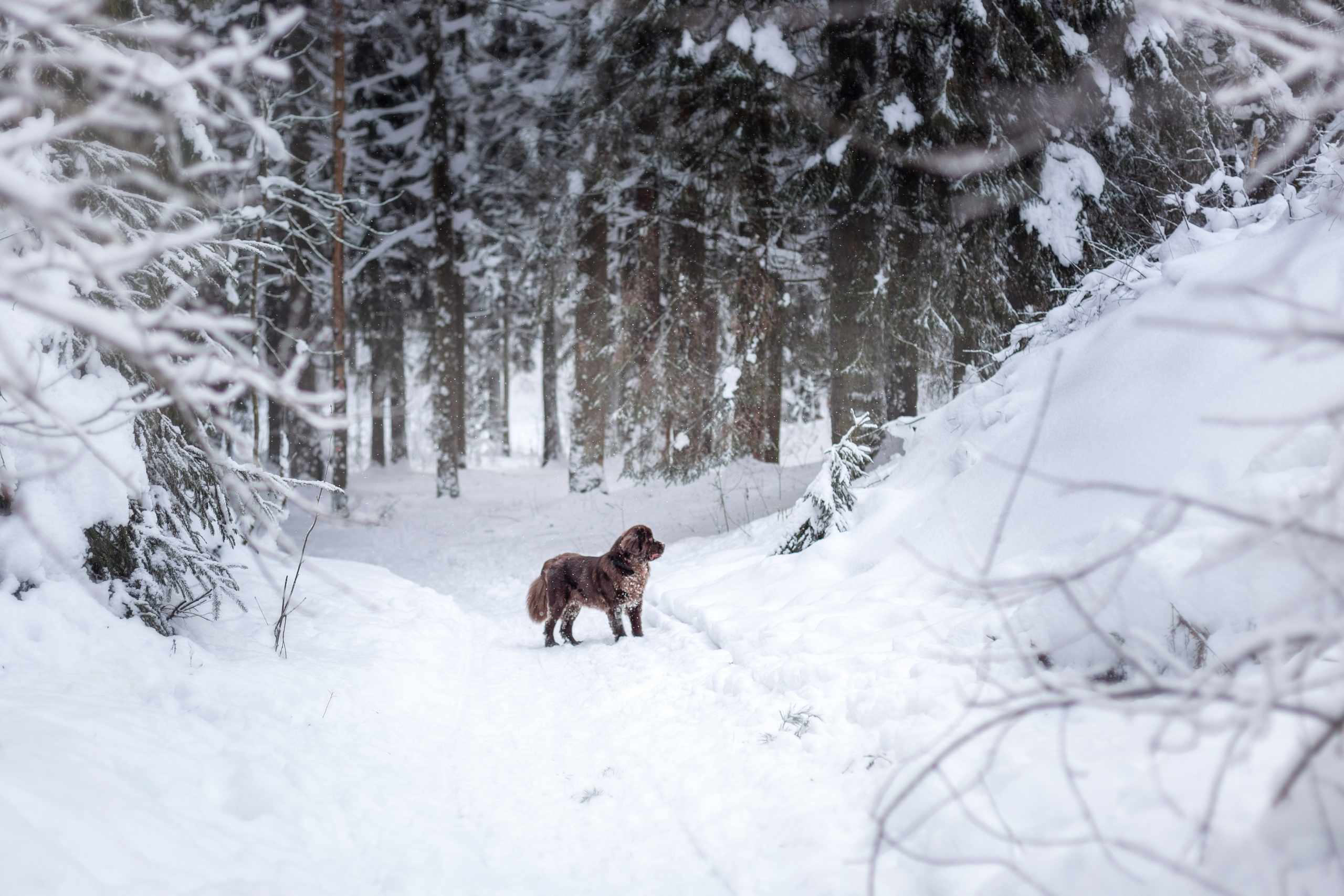 Артём и Алёна_Токсовские выстоты_2022. Семейный фотограф в Санкт-Петербурге