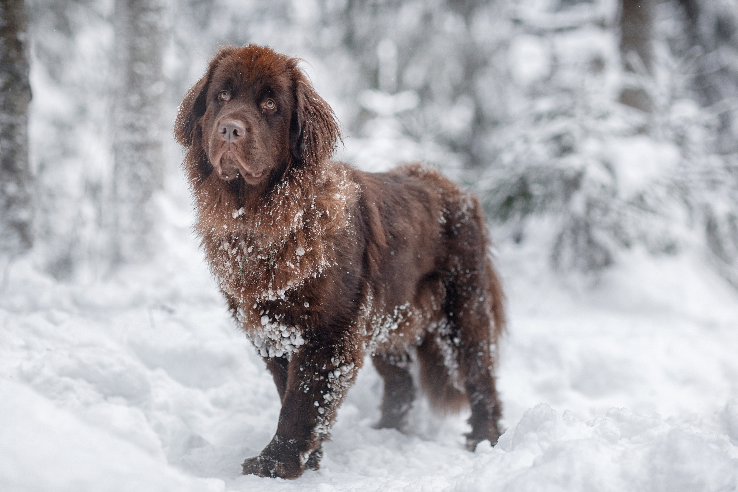 Артём и Алёна_Токсовские выстоты_2022. Семейный фотограф в Санкт-Петербурге