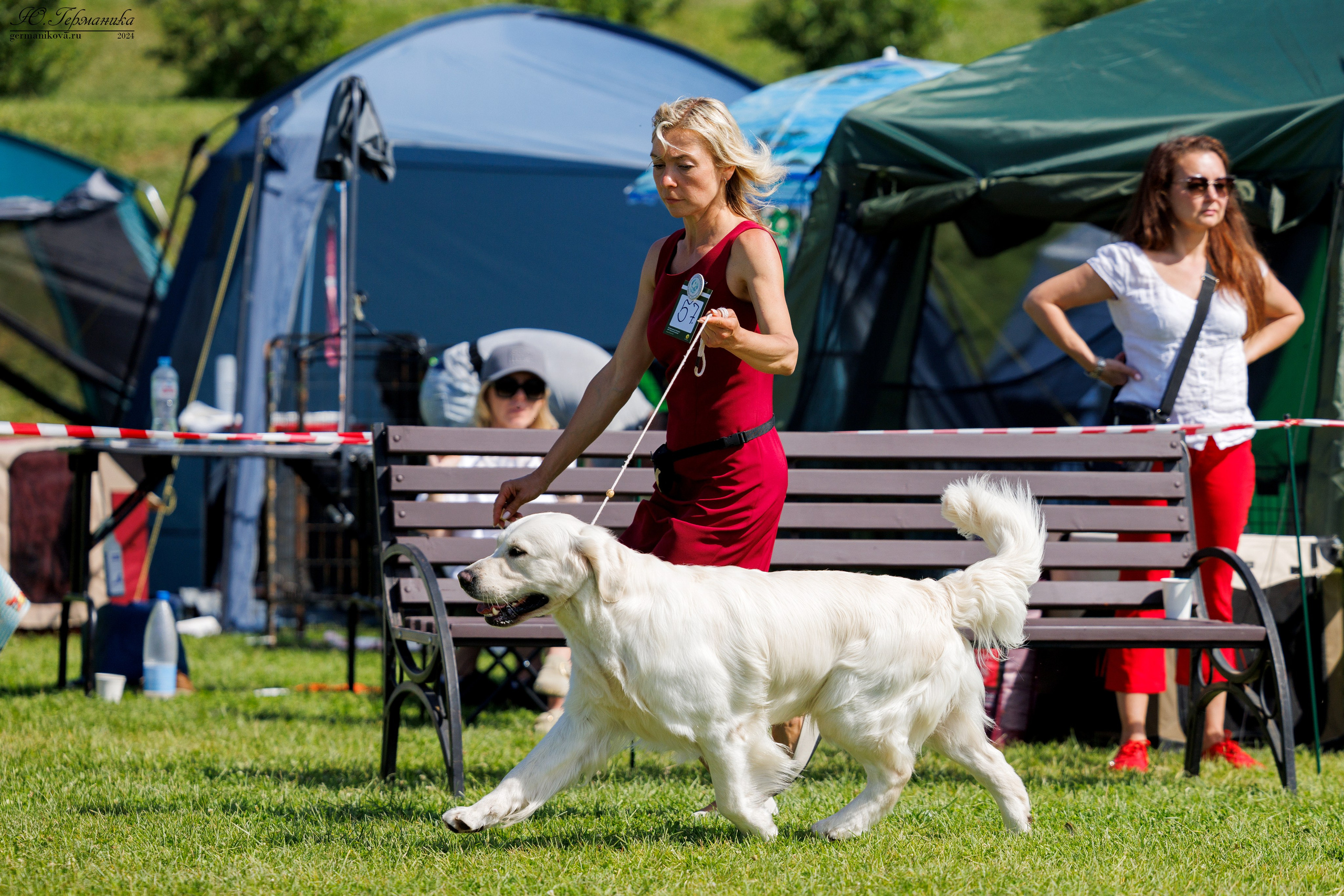 Голдены 15-16.06.2024. Фотограф-анималист Юлия Германика