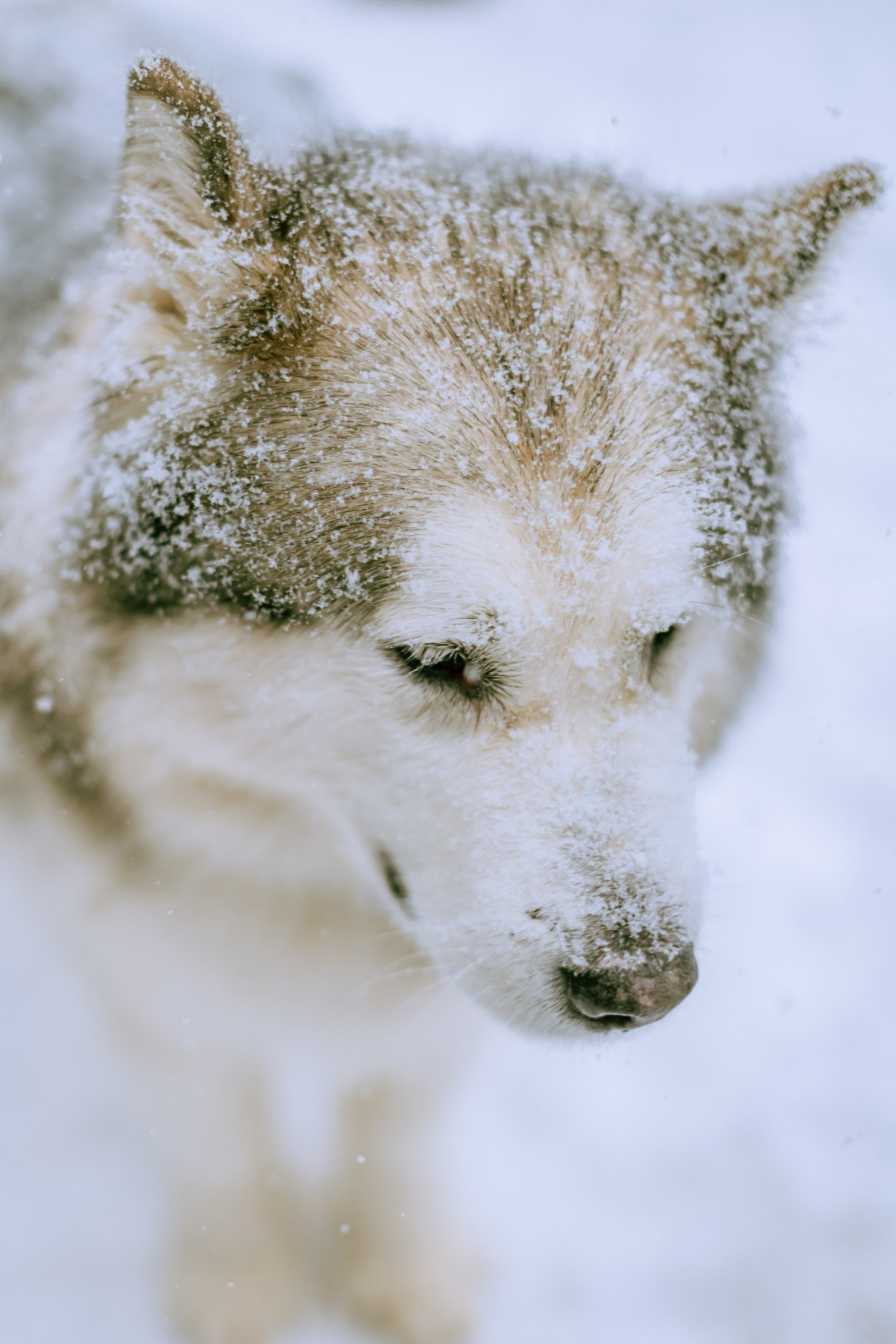 София и аляскинский маламут. Фото и видео Москва, Московский. Свадебный фотограф, видеограф, фотосессии, видеосъемка