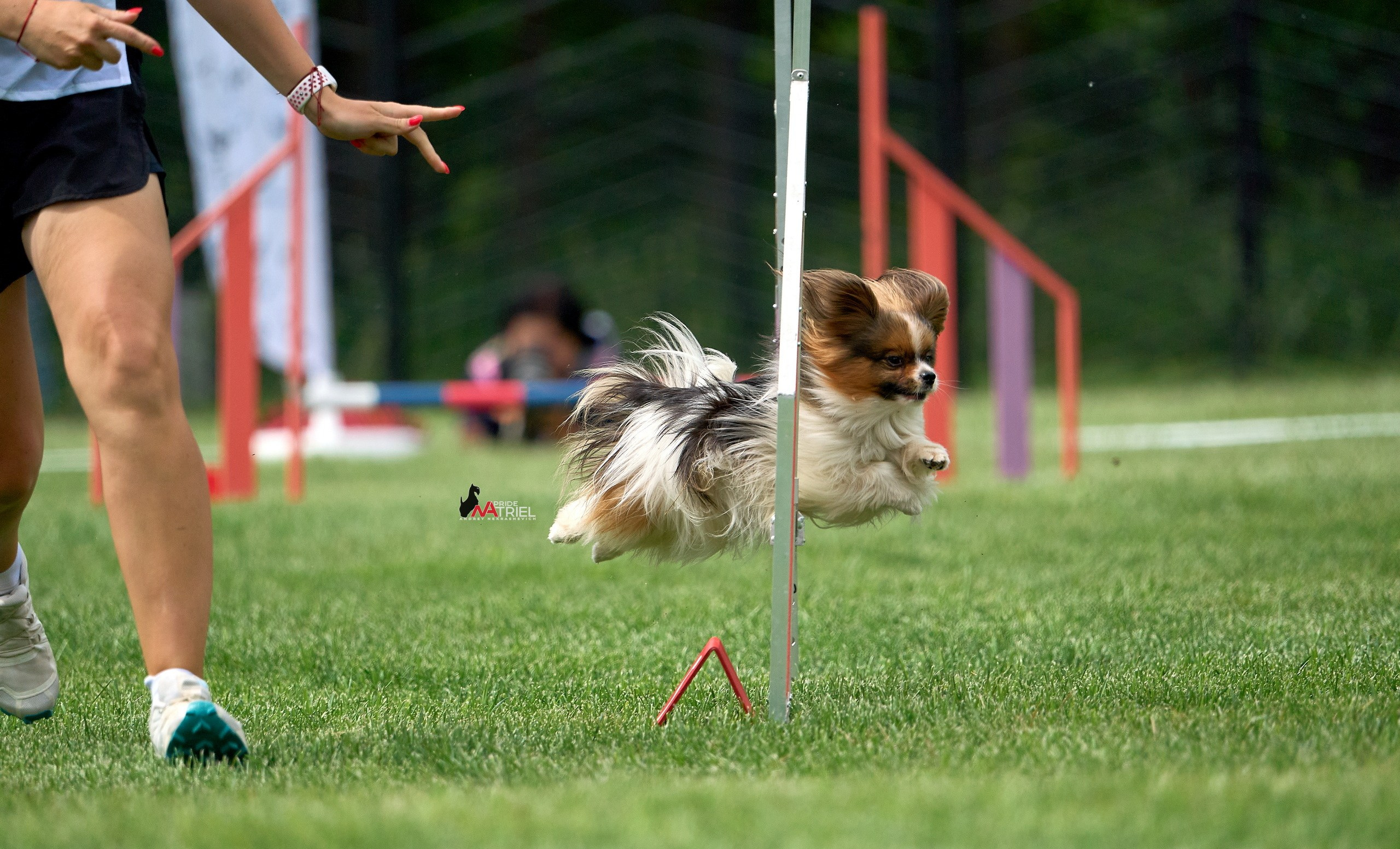 Аджилити — галерея NATRIEL