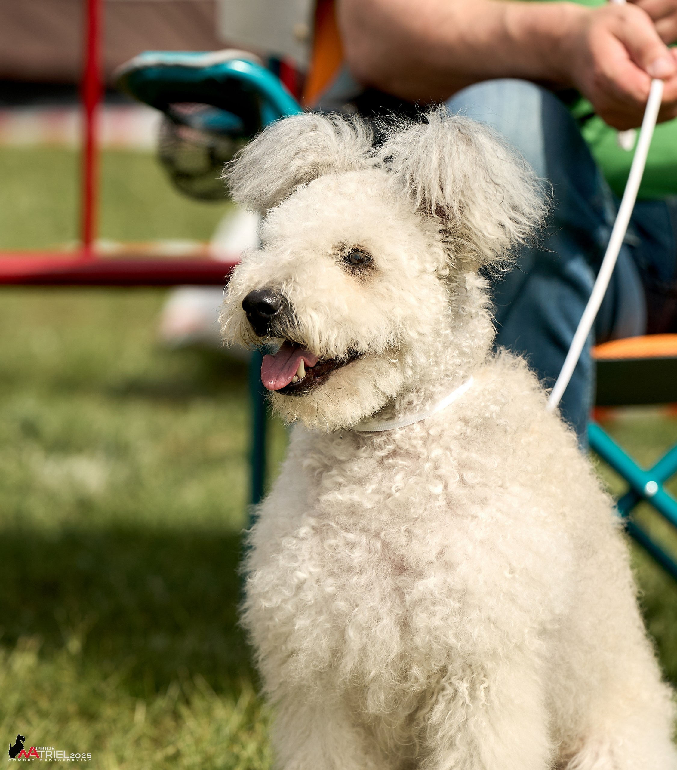 Выставка собак Суздаль-Владимир