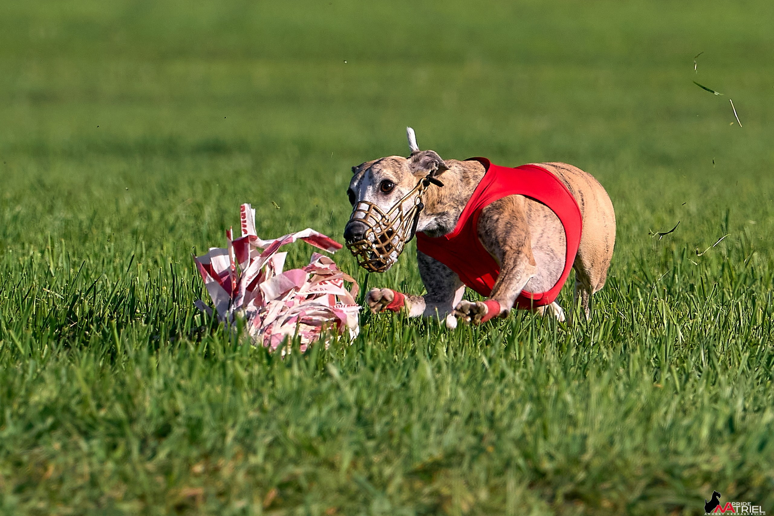 Съемка курсинг — галерея NATRIEL