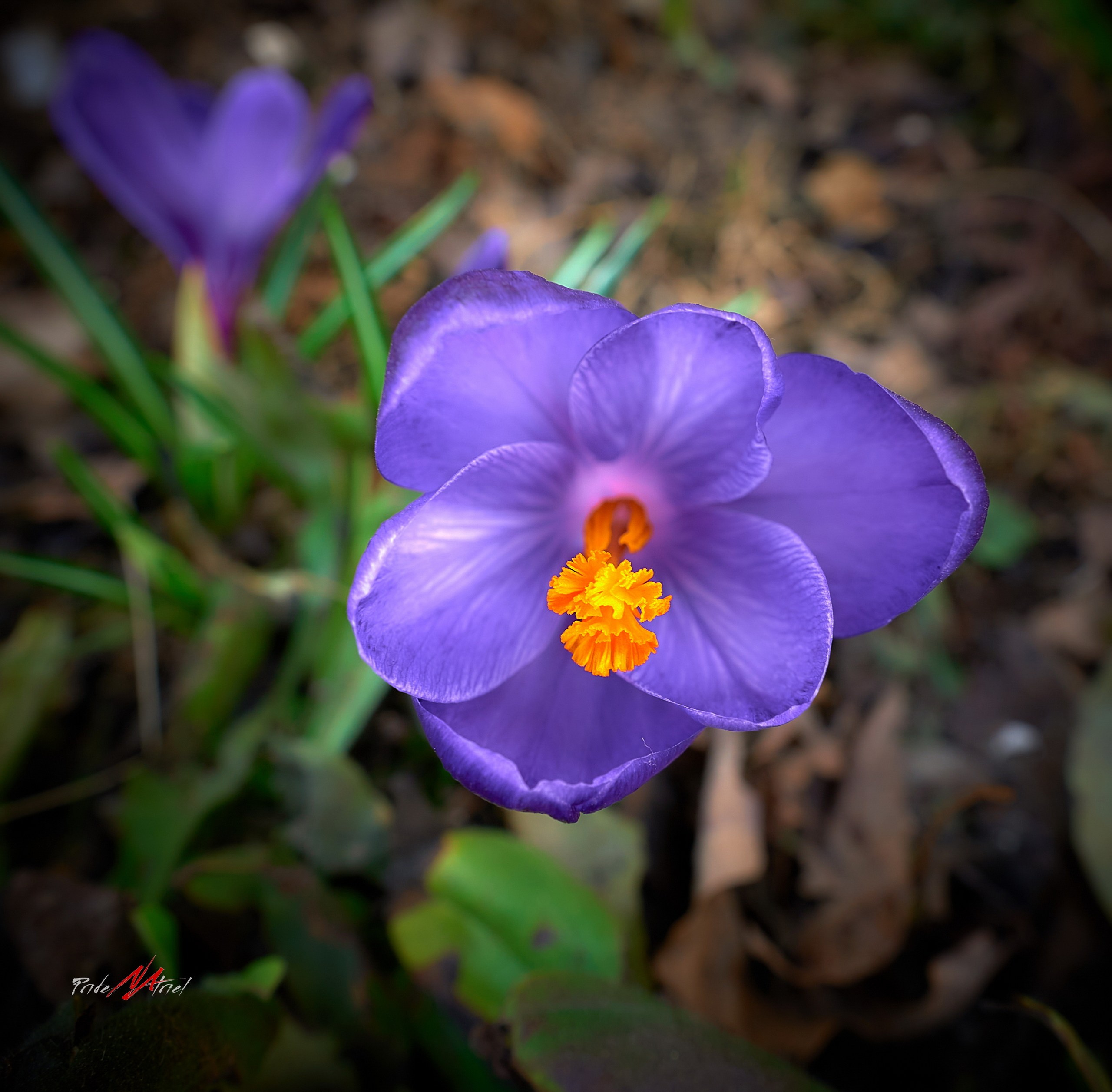 Лютики-цветочки — галерея NATRIEL