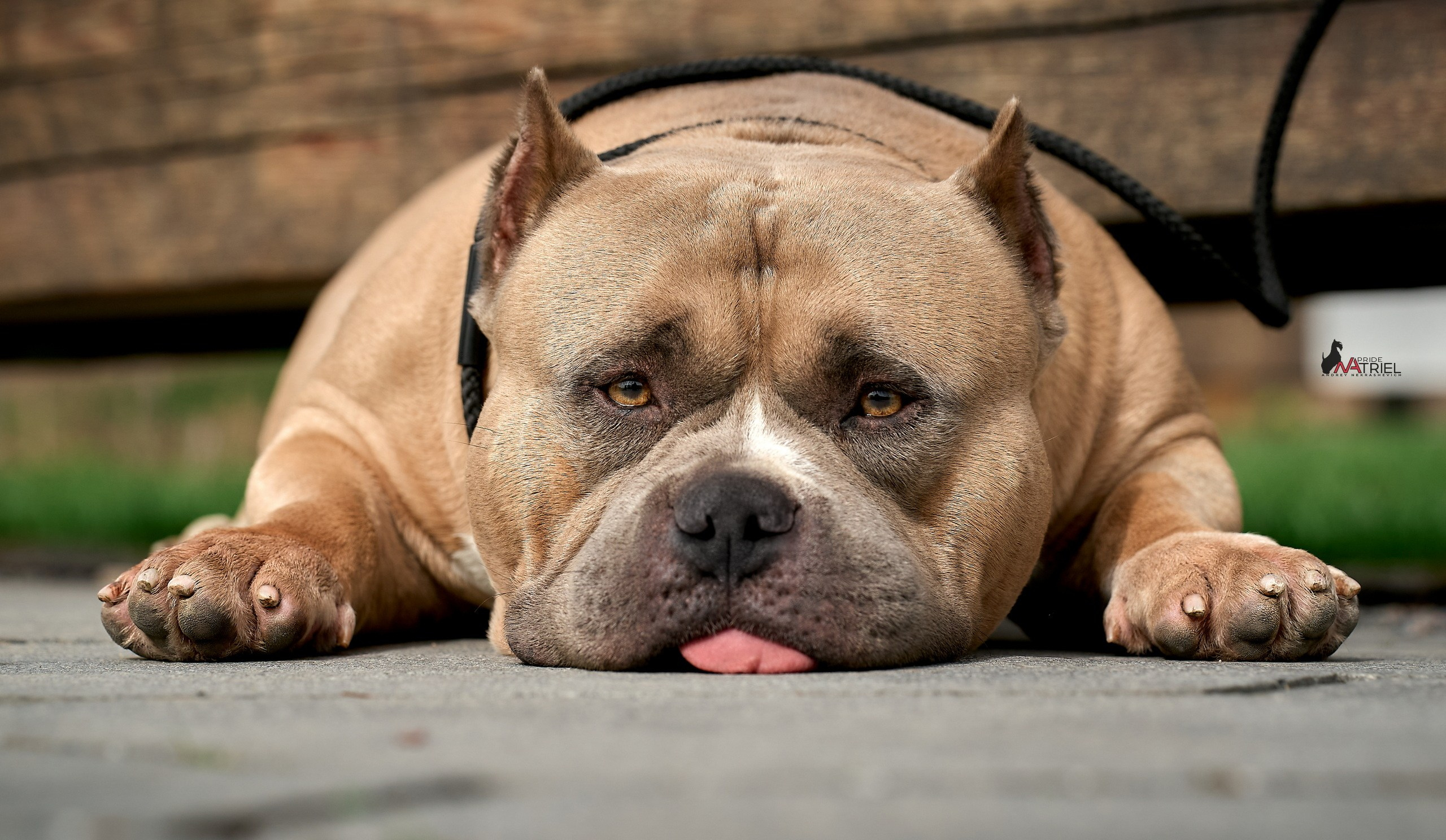 Портреты собак — галерея NATRIEL