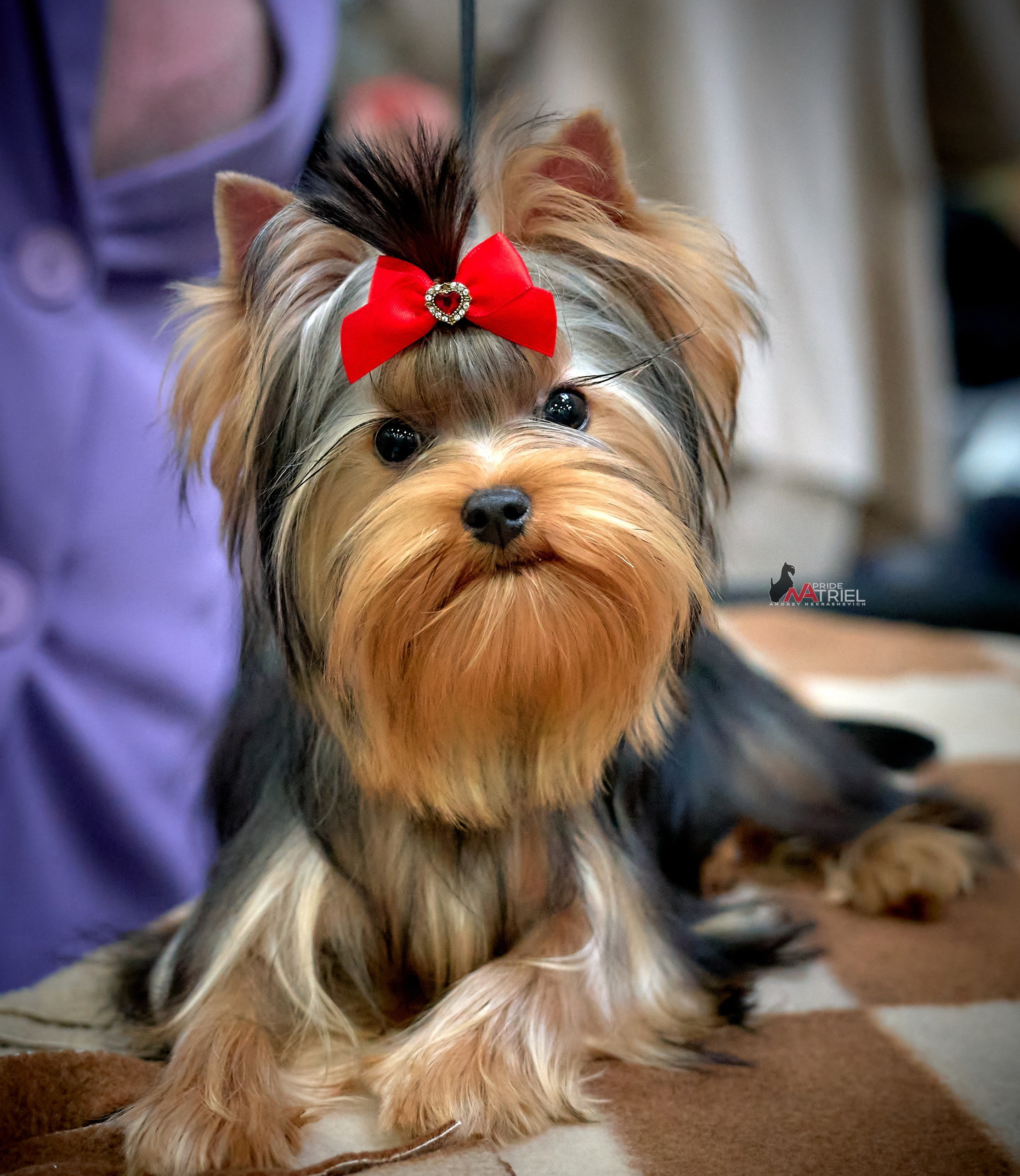 Портреты собак — галерея NATRIEL