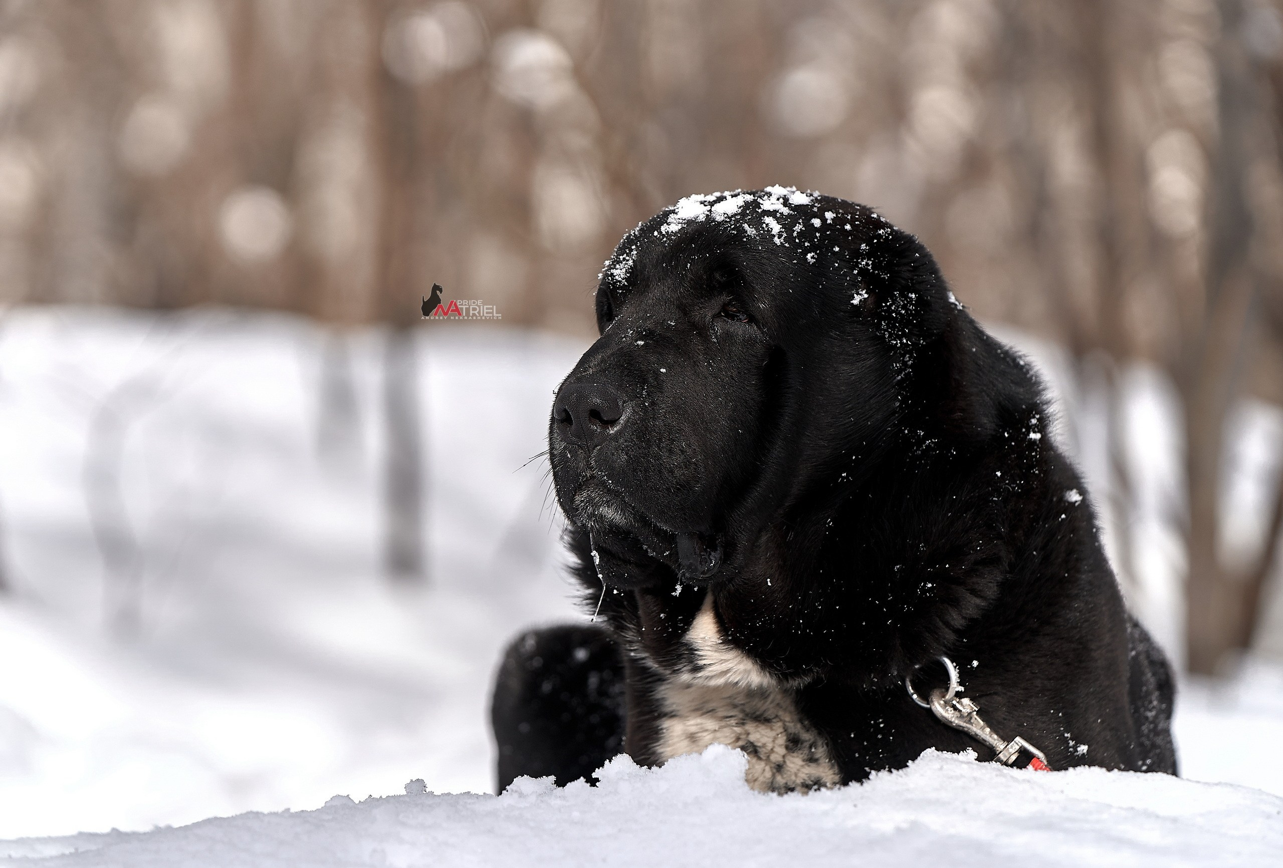 Портреты собак — галерея NATRIEL