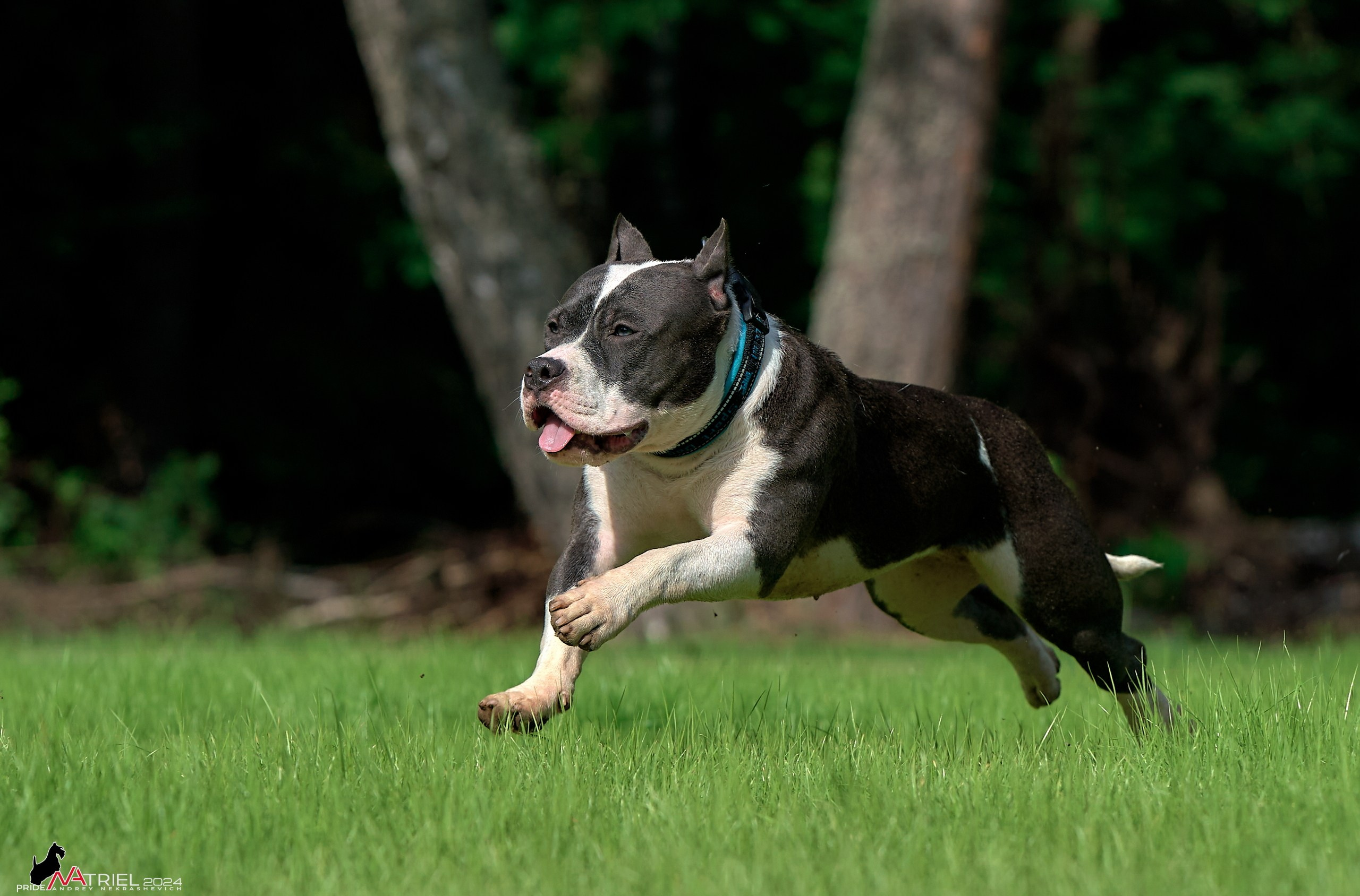 Фотопрогулка с булли