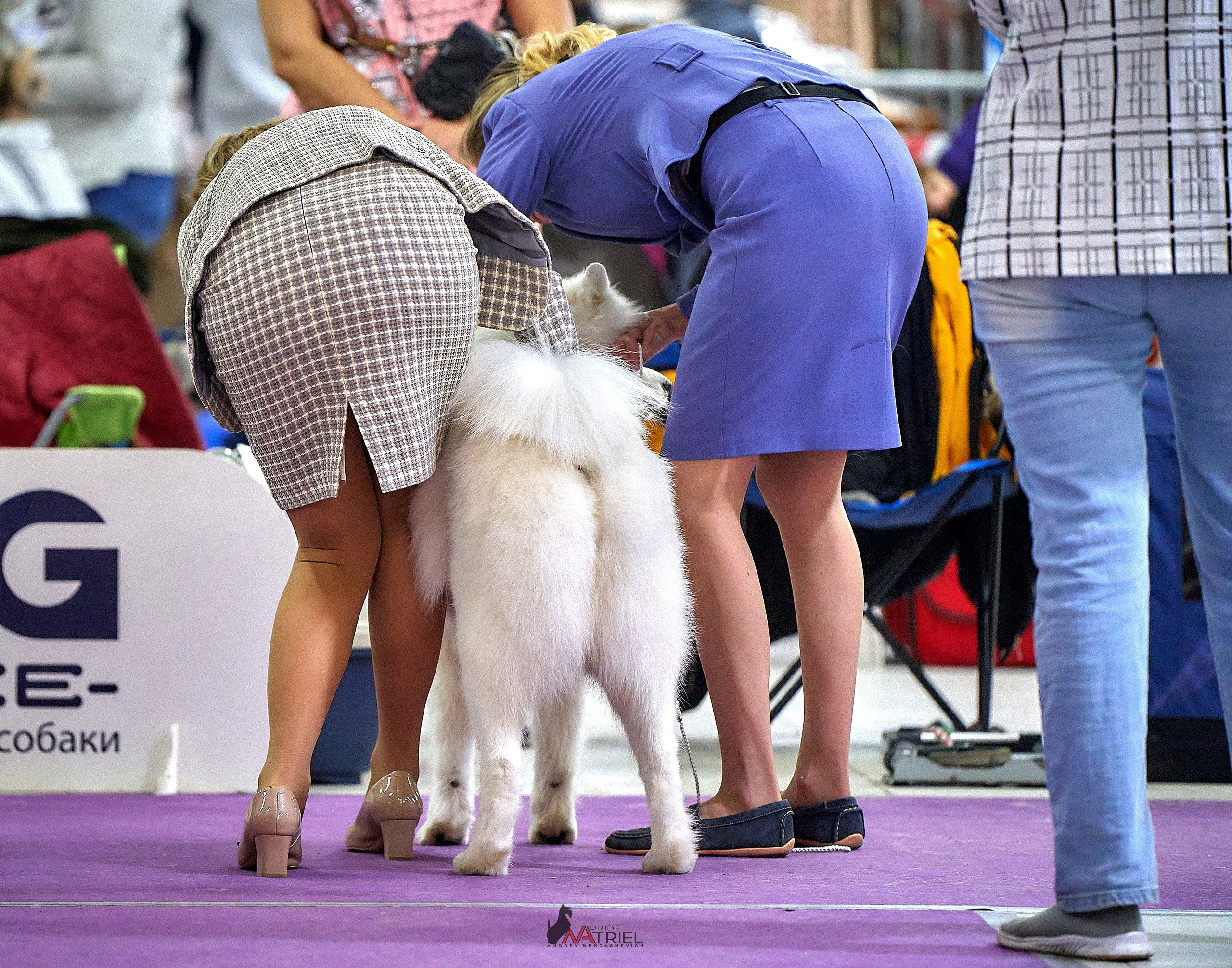 Работа в рингах — галерея NATRIEL