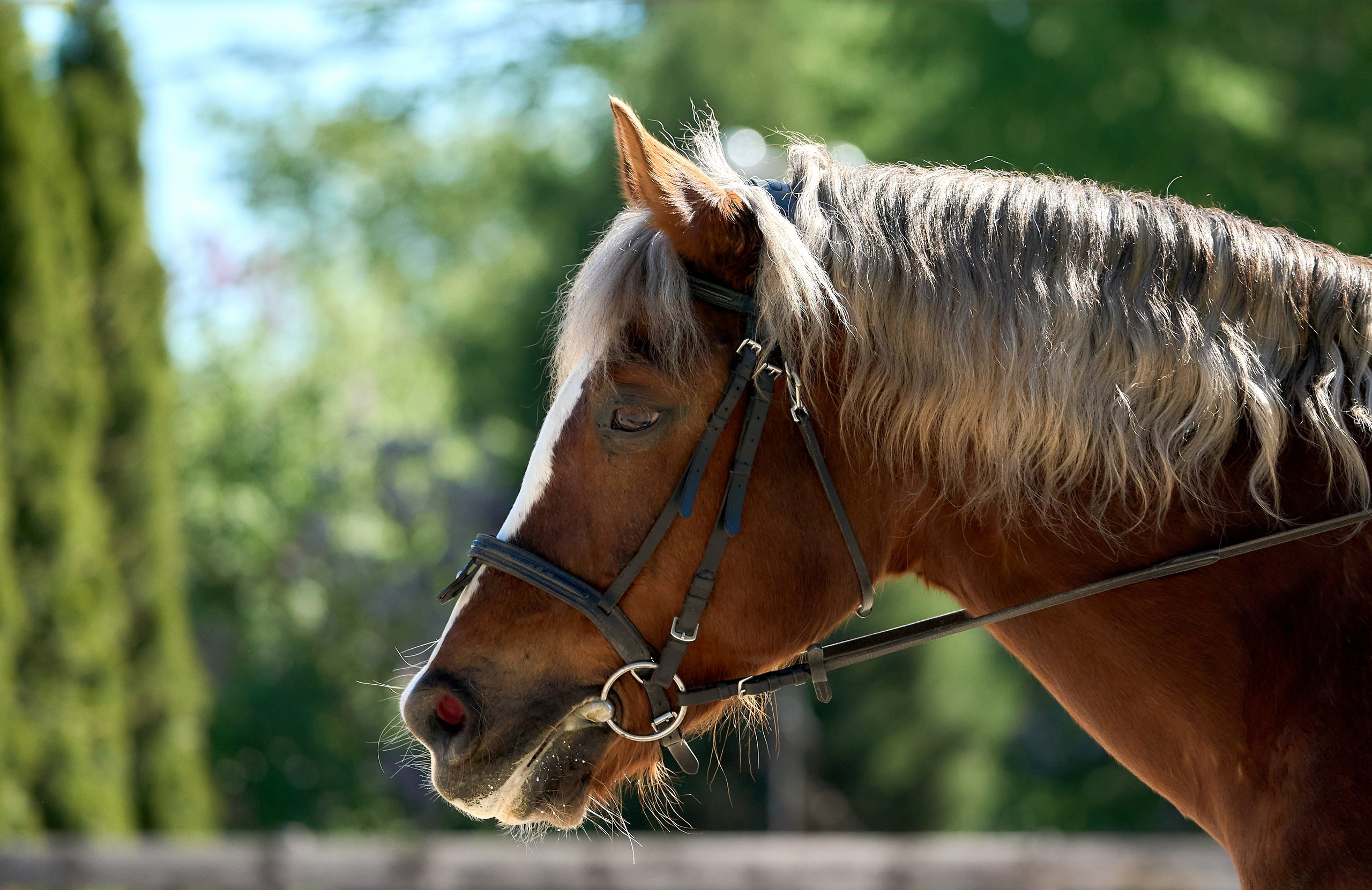 Снимки лошадей — галерея NATRIEL