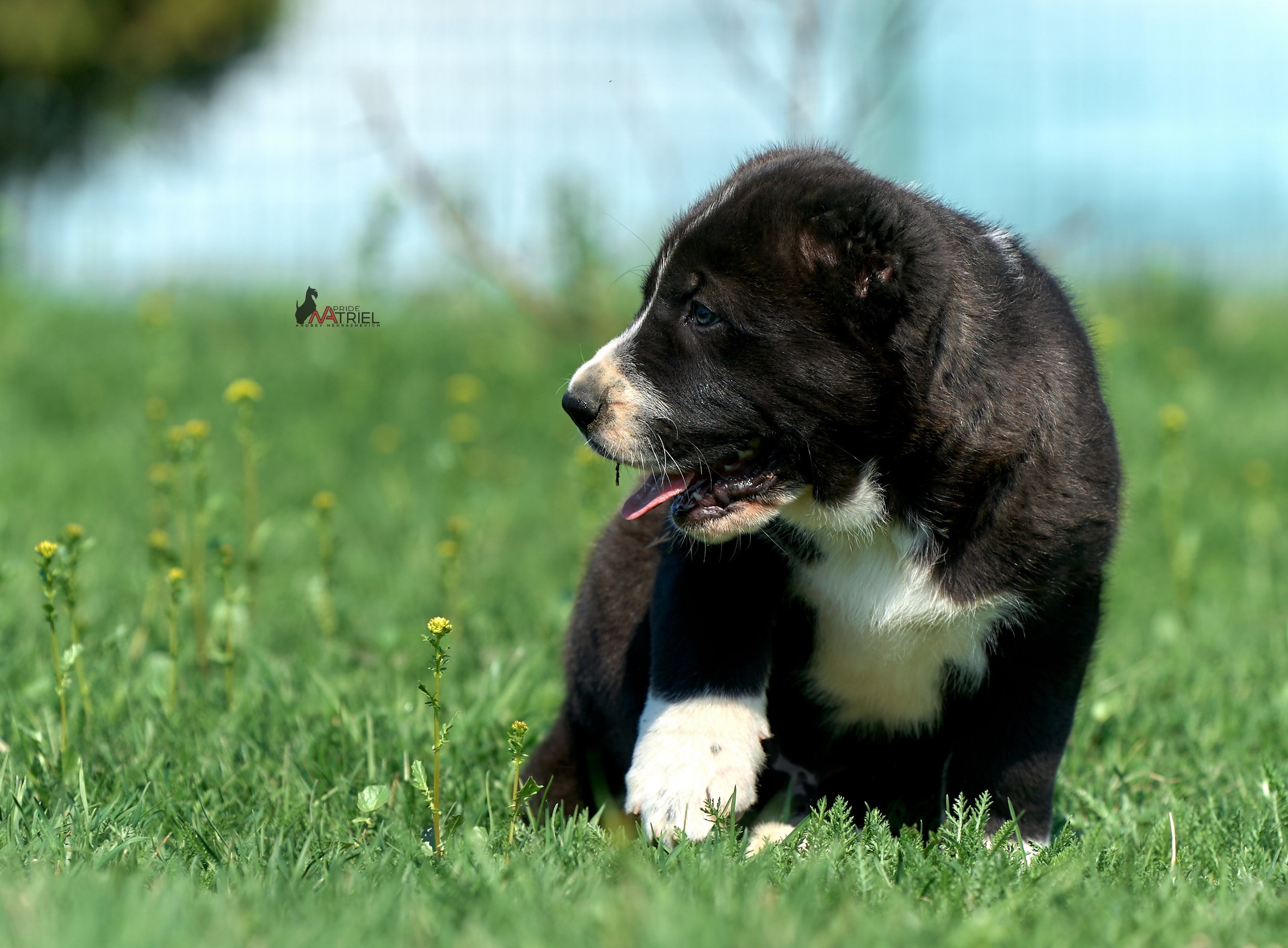 Среднеазиаты — щенки и взрослые