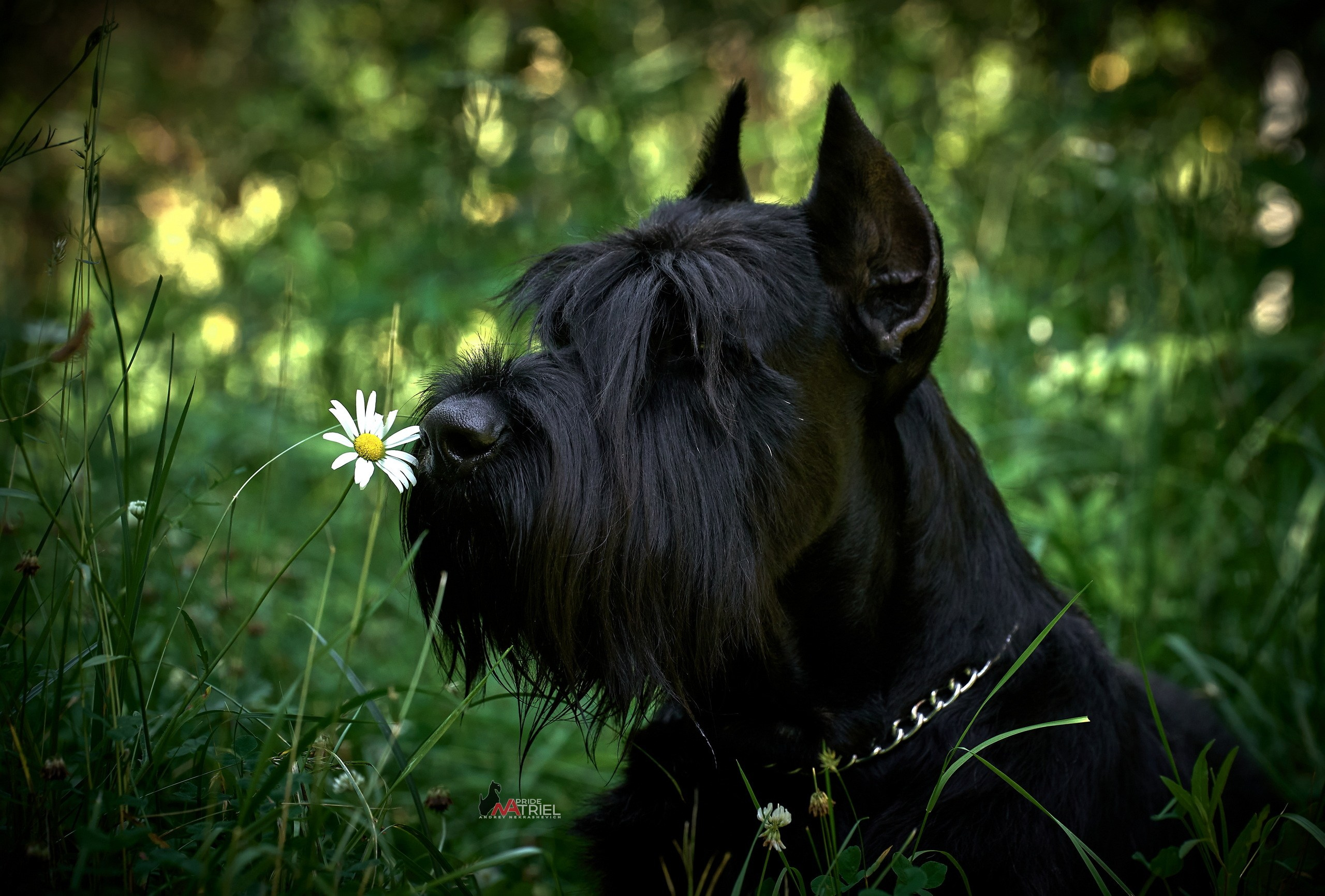 Портреты собак — галерея NATRIEL