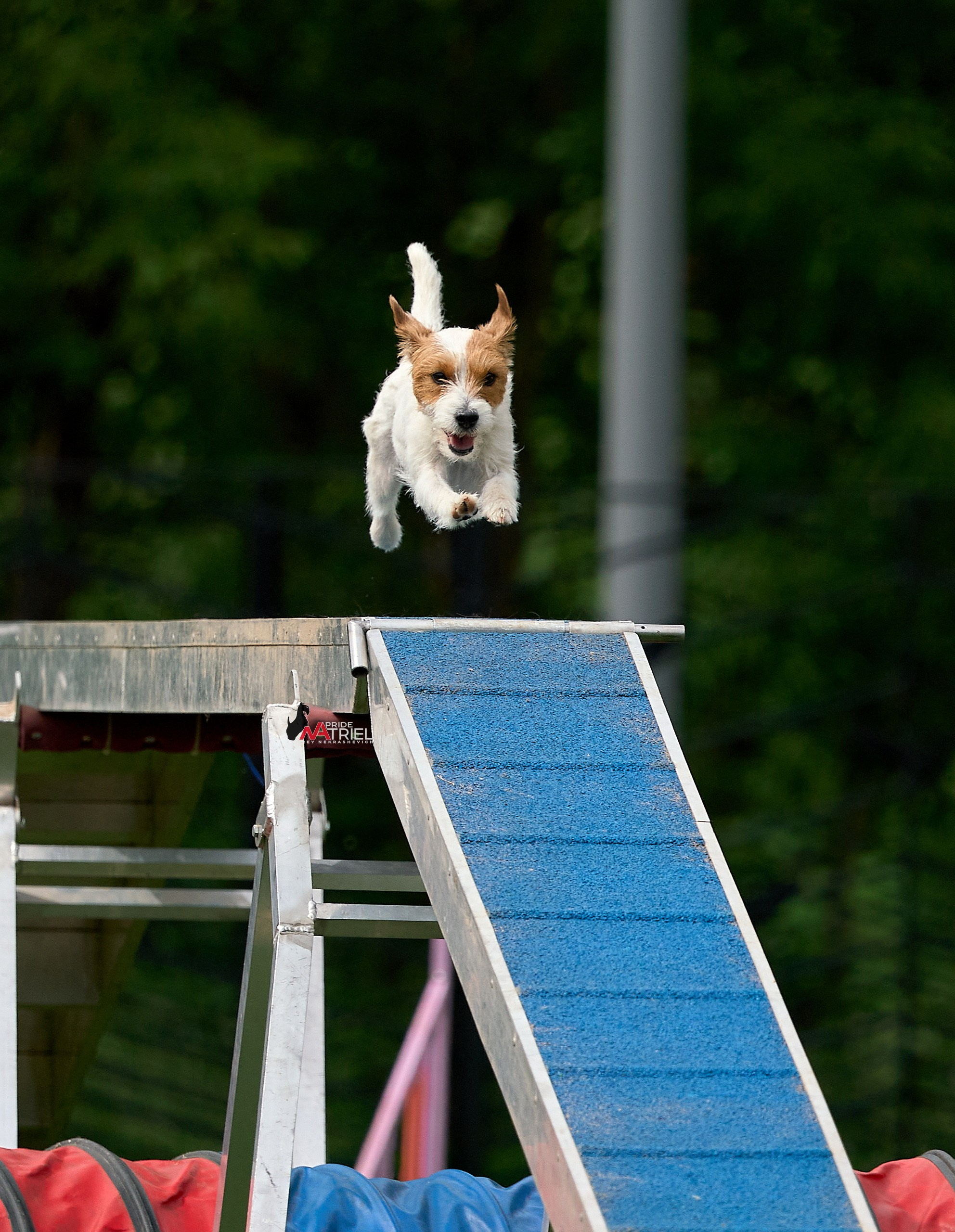 Аджилити — галерея NATRIEL