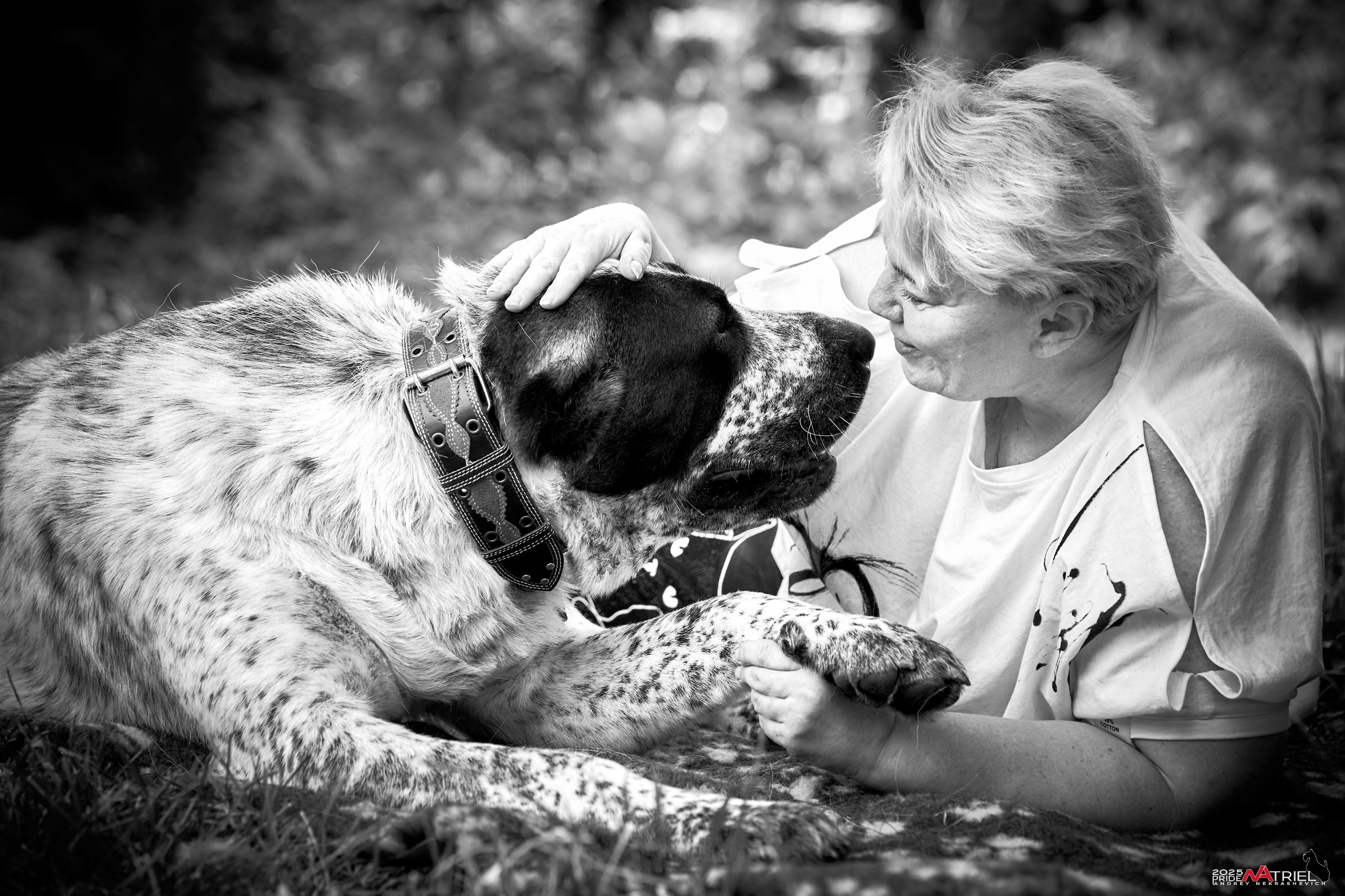 Алабаи и скотч-терьеры в питомнике у Ольги