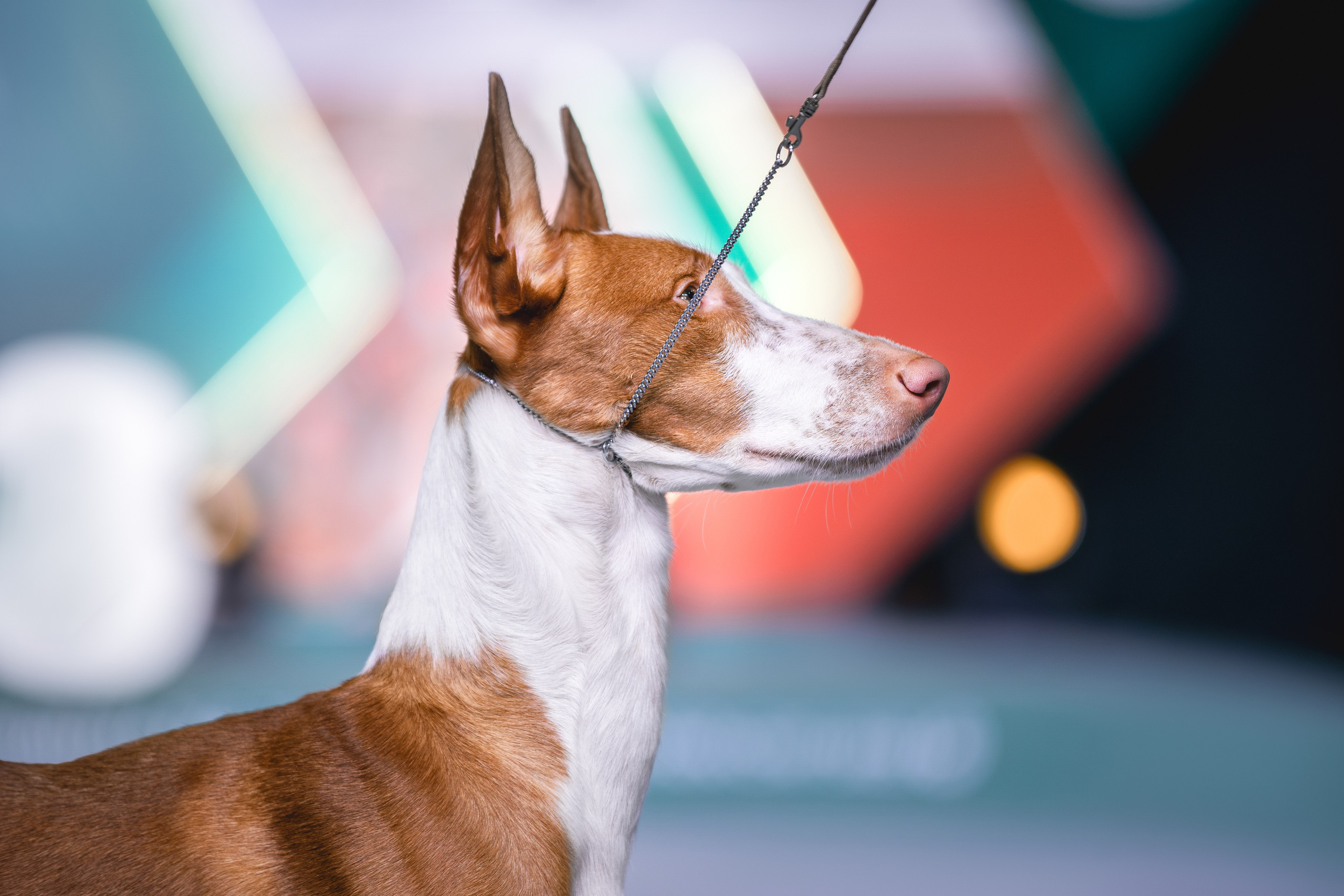 Выставки. Фотограф анималист в Москве Майорова Евгения