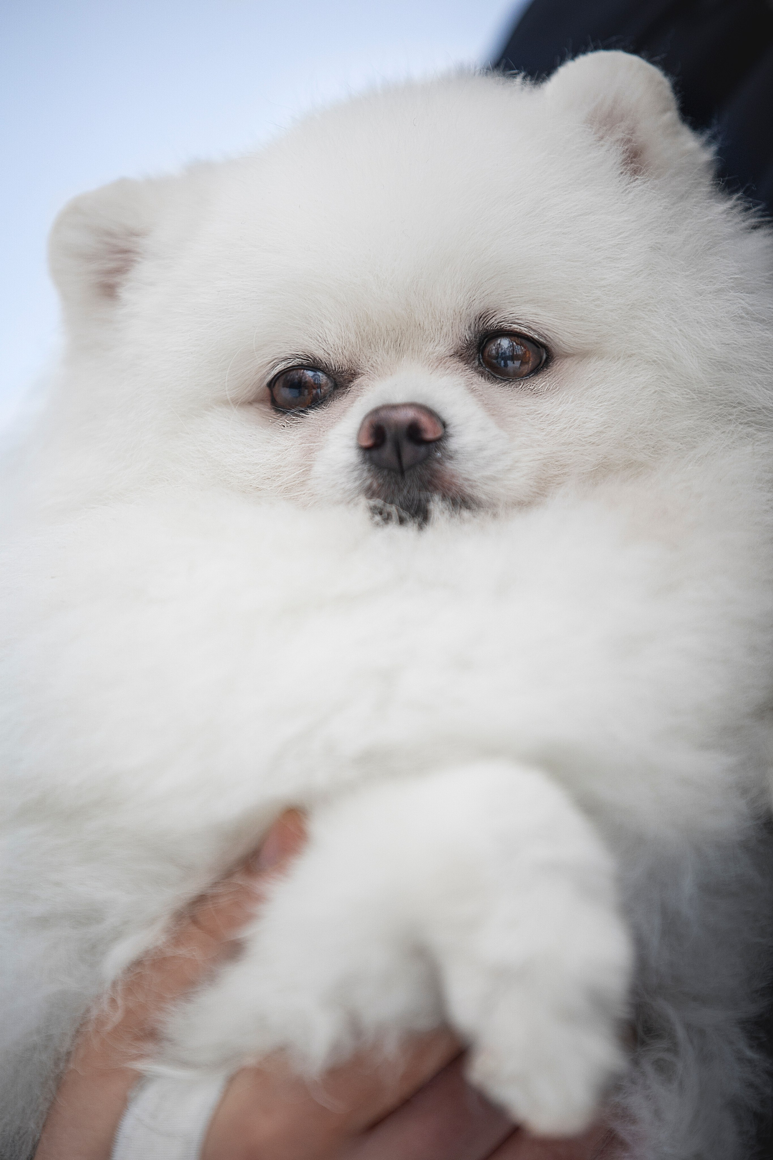 Настя, Игорь, Тесс и Марс. Фотограф анималист в Москве Майорова Евгения