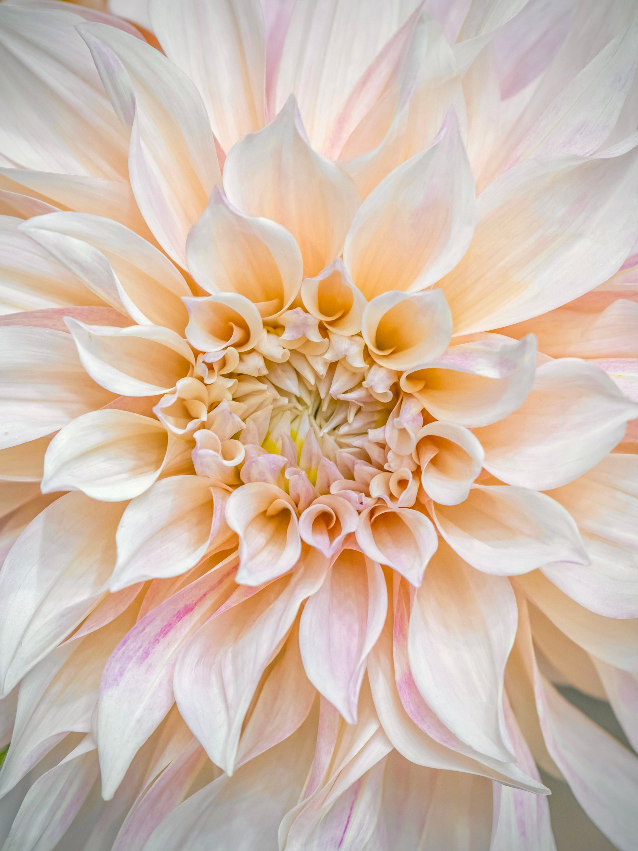 Цветы-Экспо 2023. Фотосессии и репортаж — Фотограф в Москве — Рина Серёгина