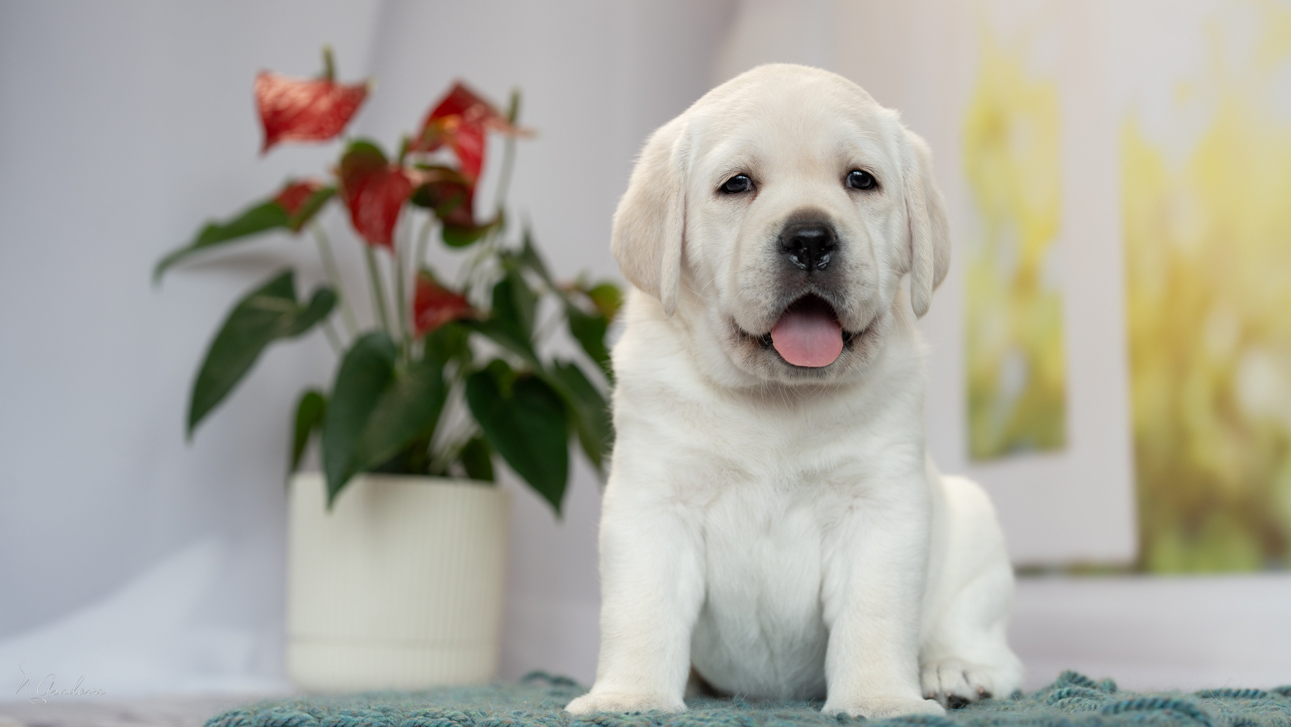 Лабрадоры Помет Ч. Фотограф-анималист Асадова