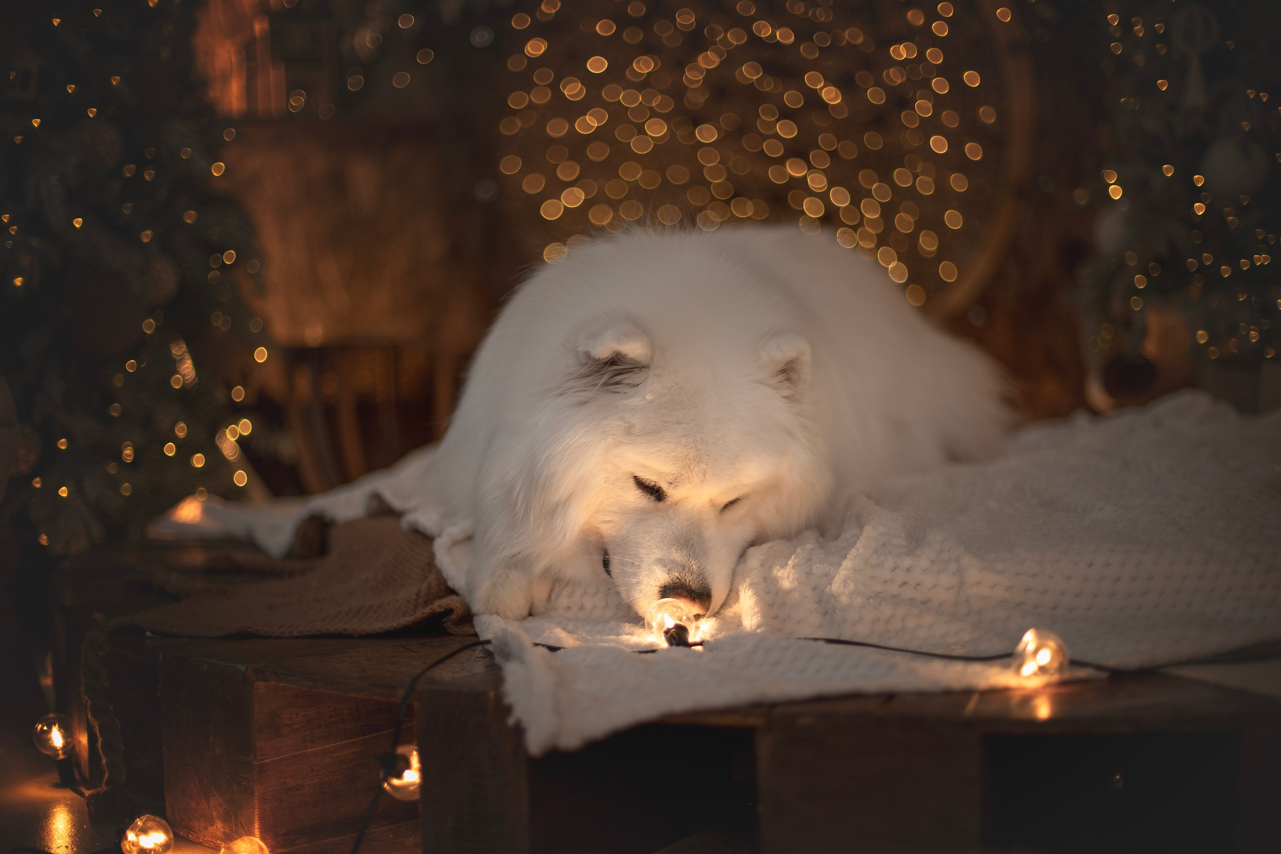 Пушистые самоедские драконы в студии. Фотограф анималист в Москве Майорова Евгения