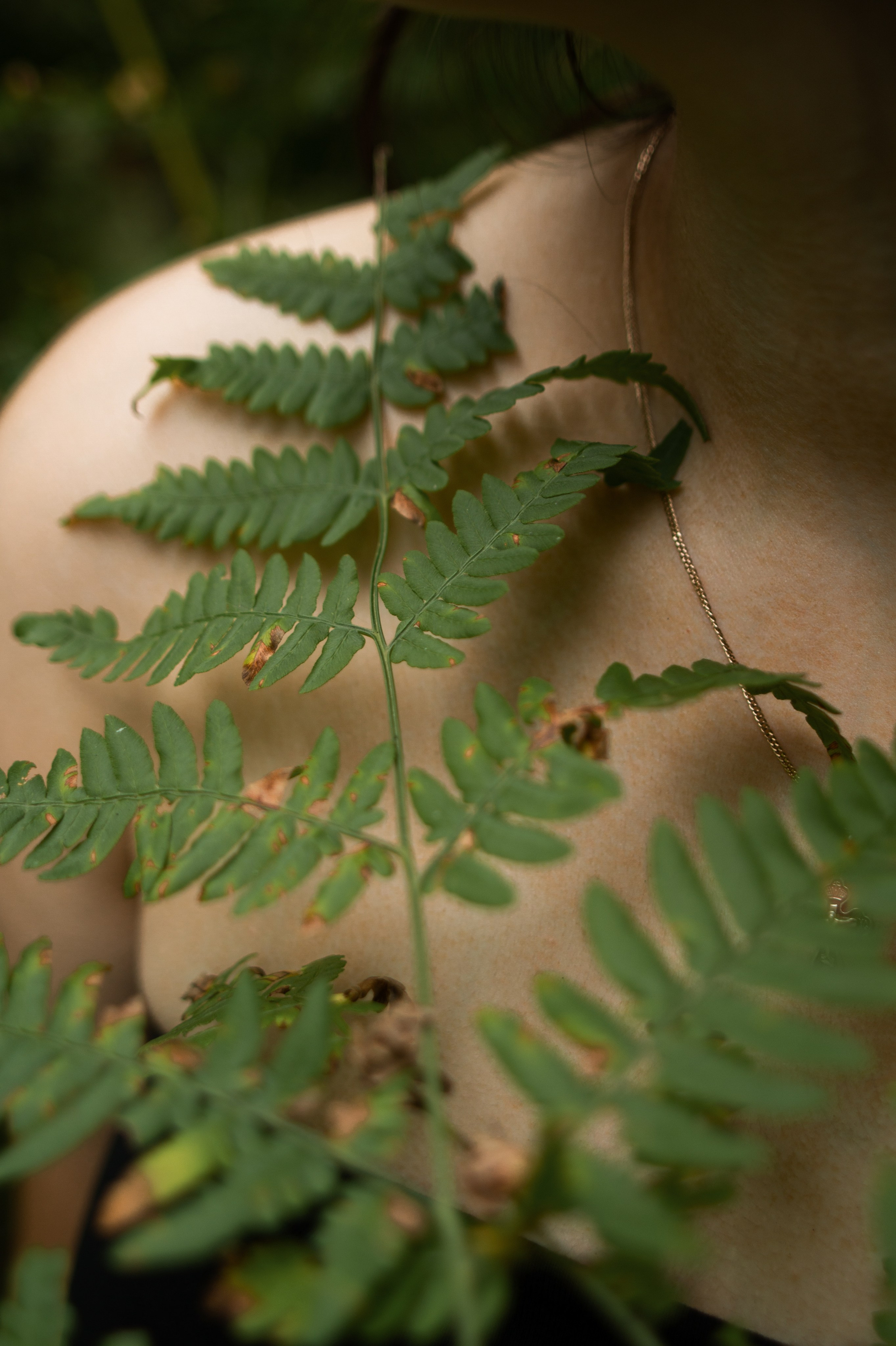 Папоротник. Фотограф Москва