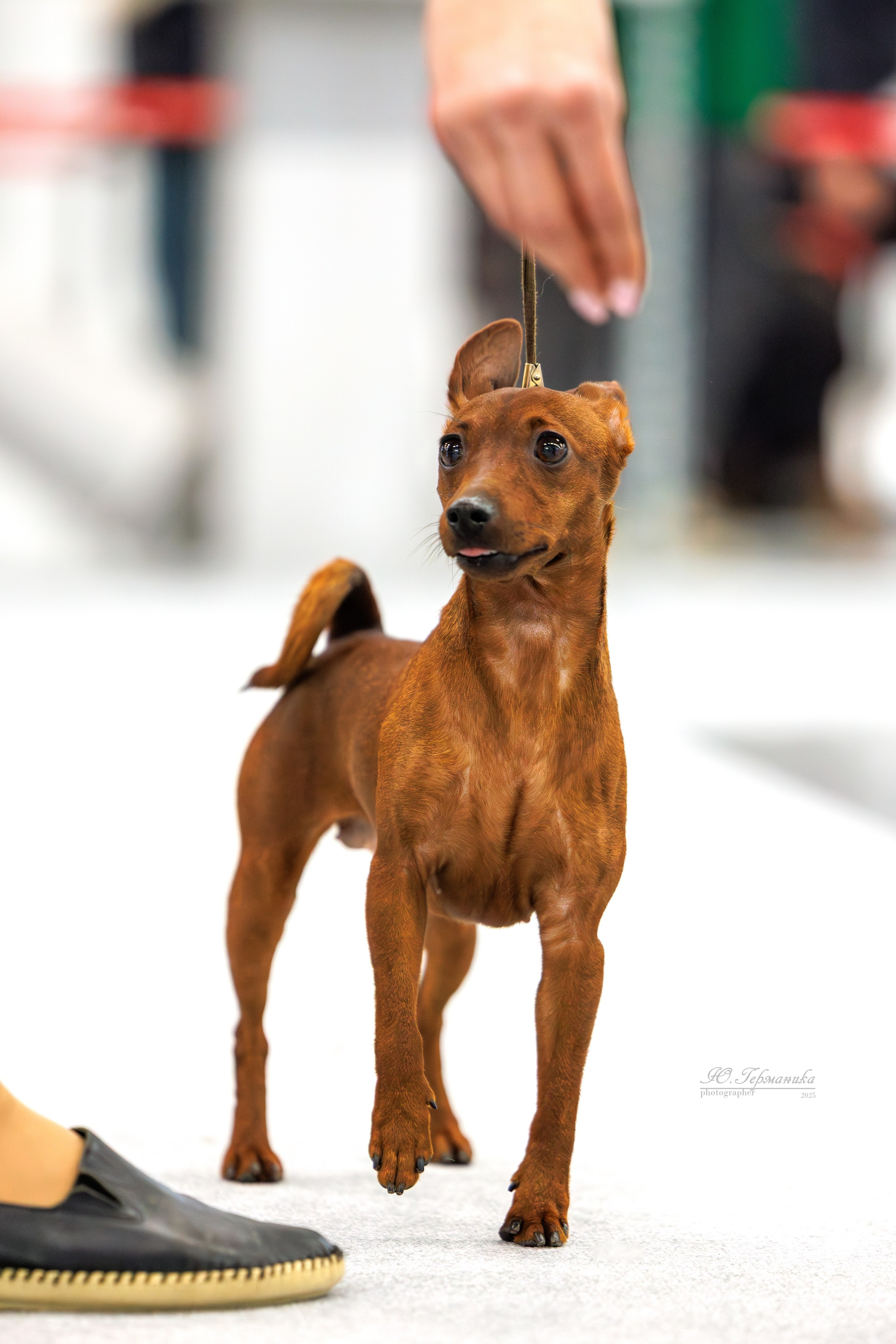 Зилант Казань 29-30.11.2025. Фотограф-анималист Юлия Германика