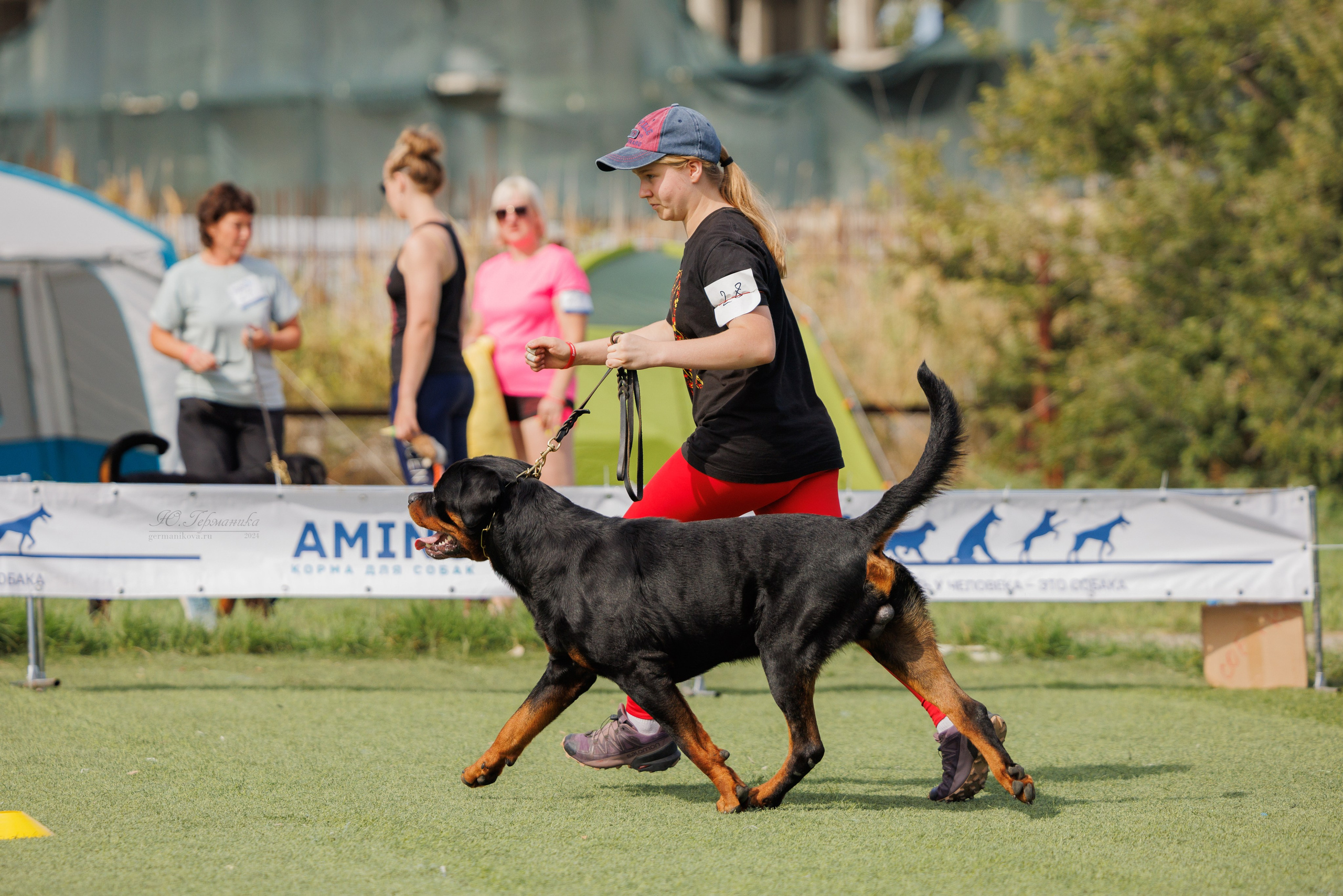 Анапа ротвейлеры 14-15.09.2024. Фотограф-анималист Юлия Германика